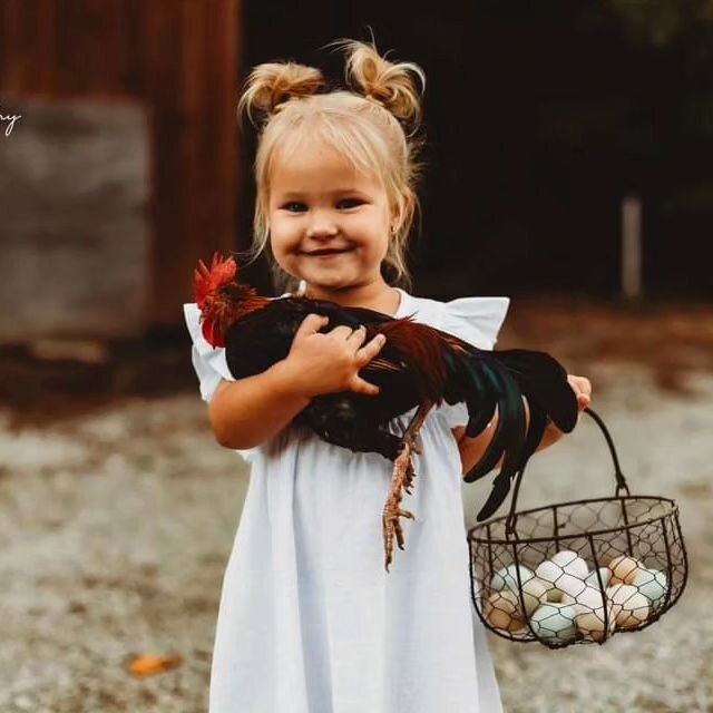 I've been wanting to do this Chicken session for quite awhile .... amazing!  Can't wait to see the rest!