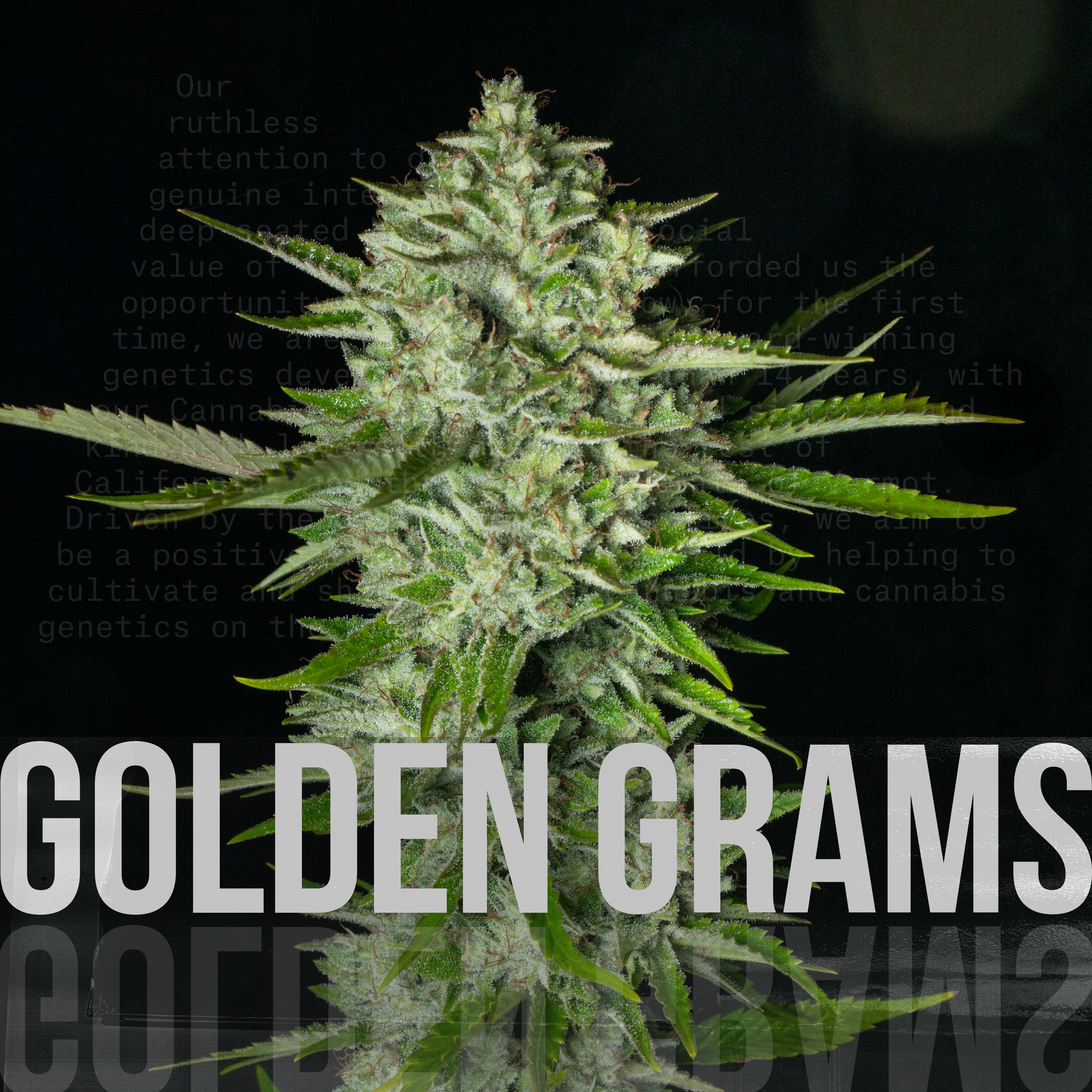 Golden Grams@4x.png