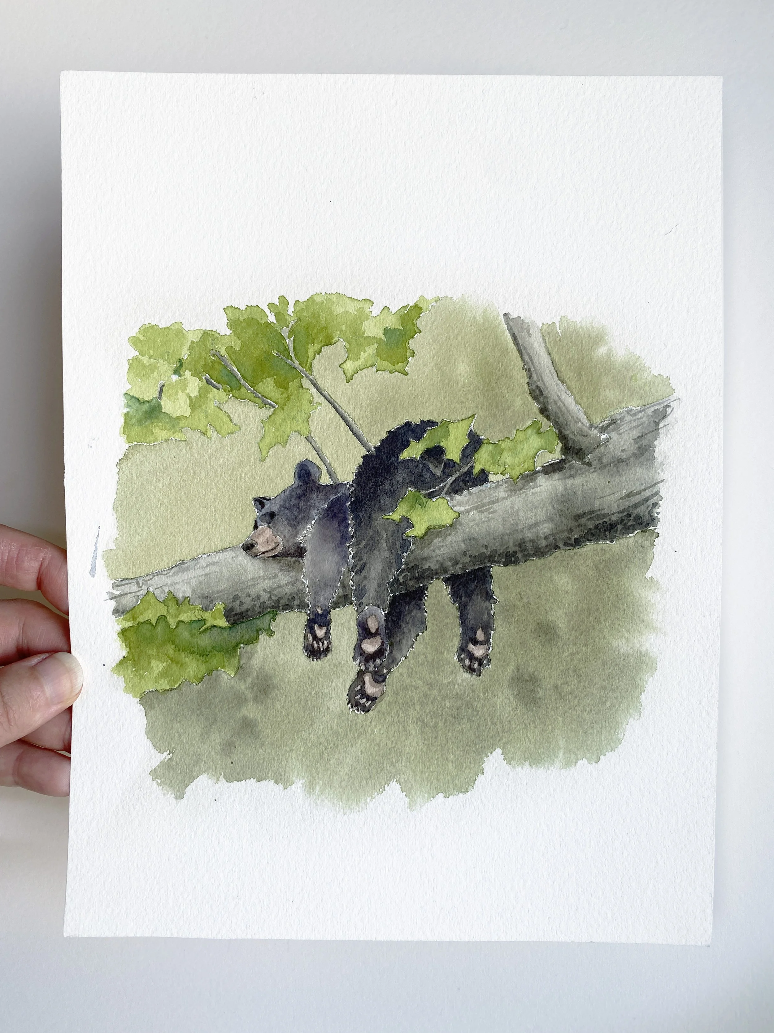 IMG_4913 2_baby bear in tree.jpg