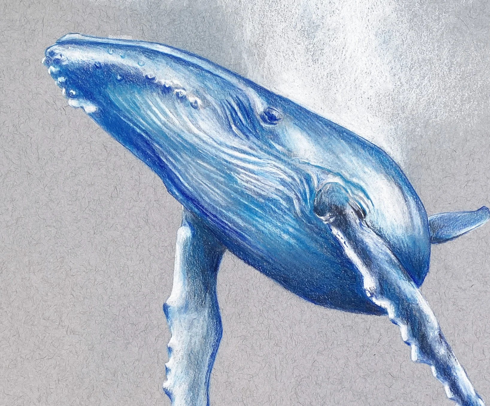 IMG_4836 2_Humpback Drawing_Detail.jpg