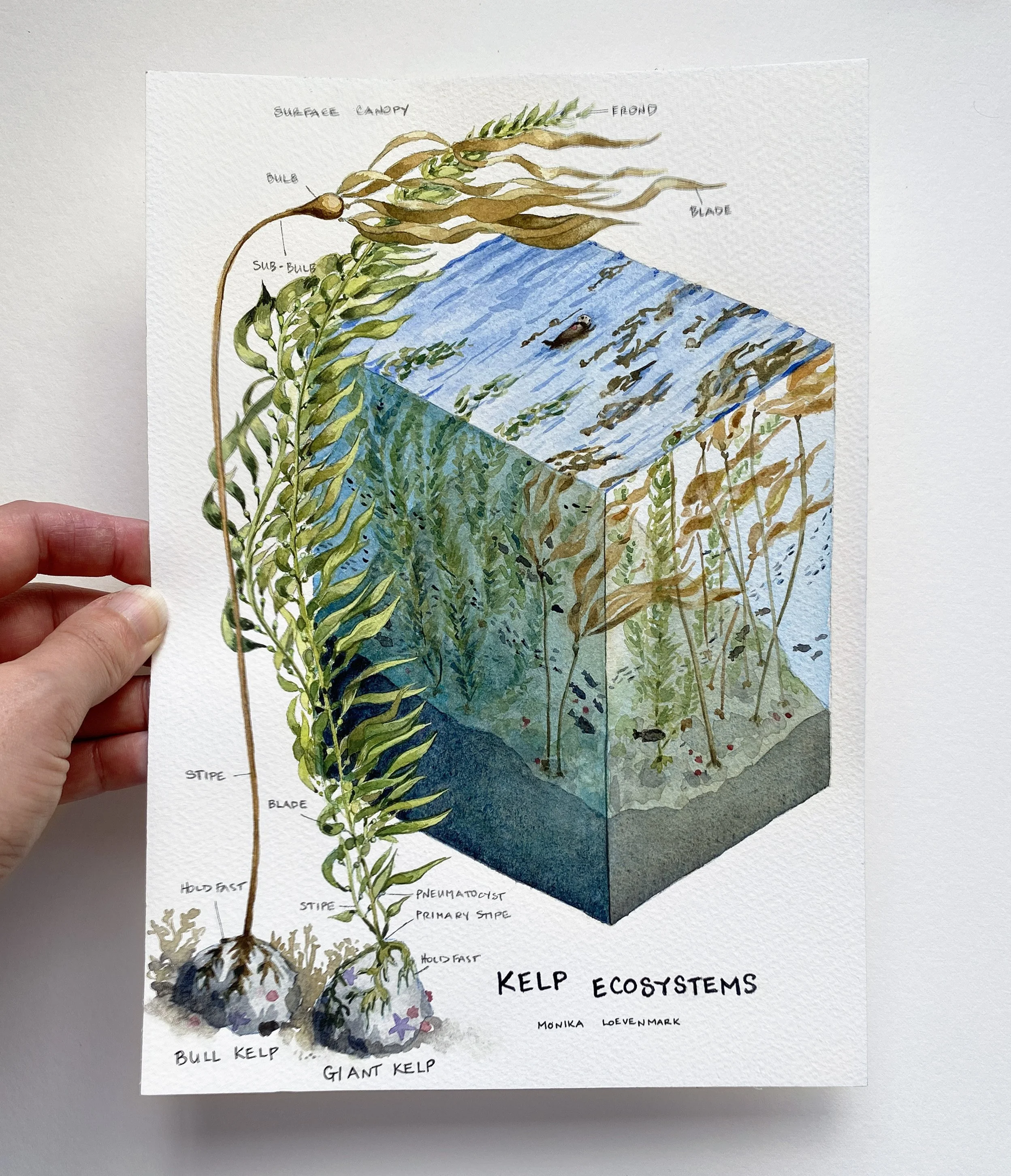 IMG_4868 2_Kelp Ecosystems.jpg