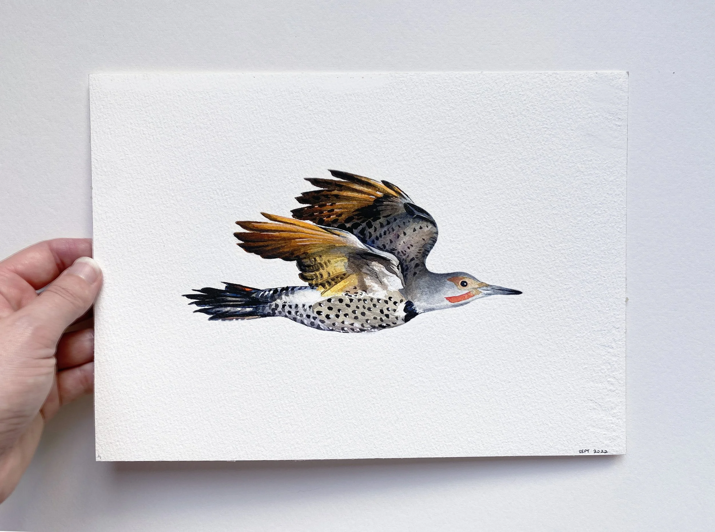 IMG_4888 2_Northern flicker flying.jpg
