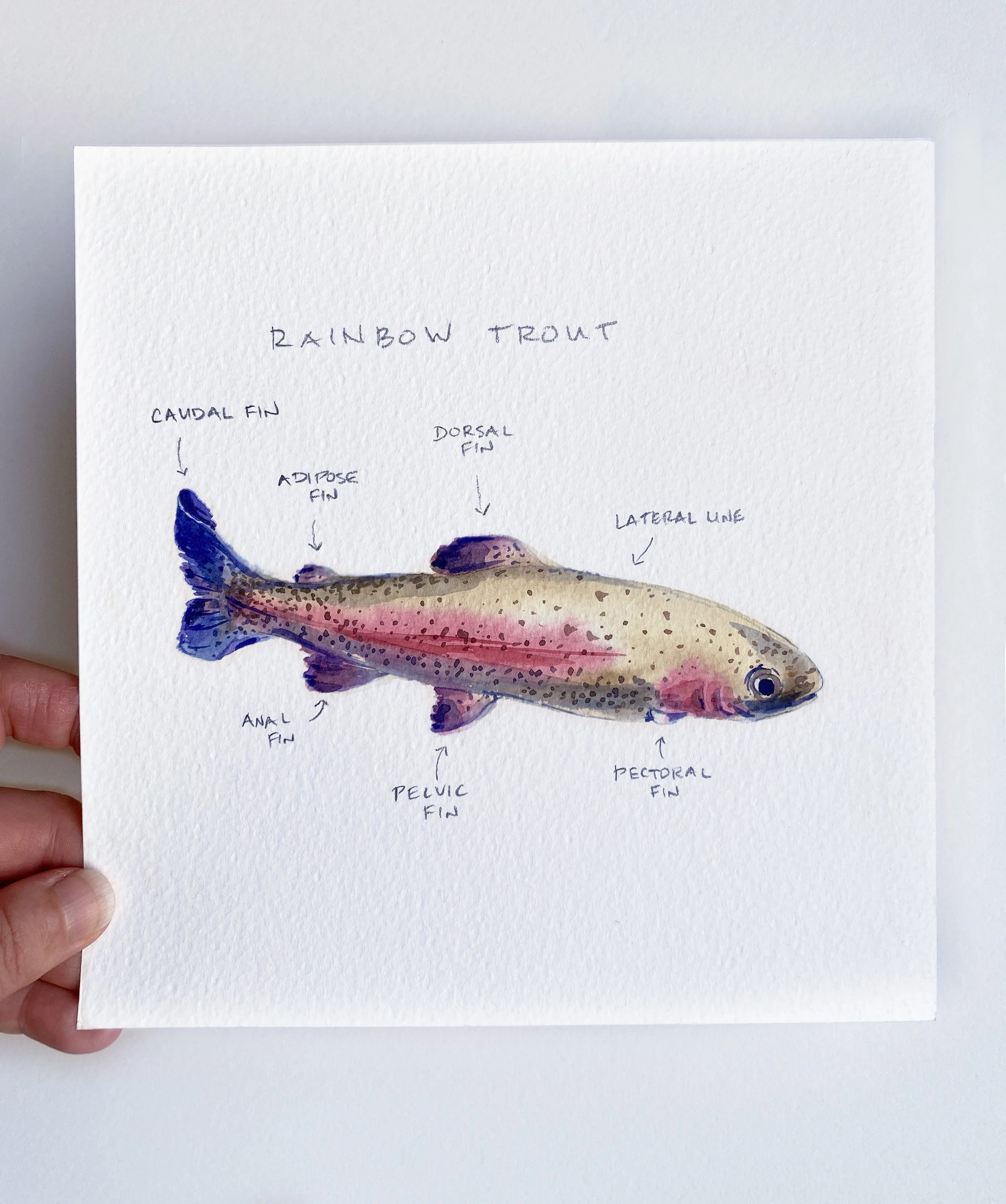 IMG_4915 2_Rainbow Trout.jpg