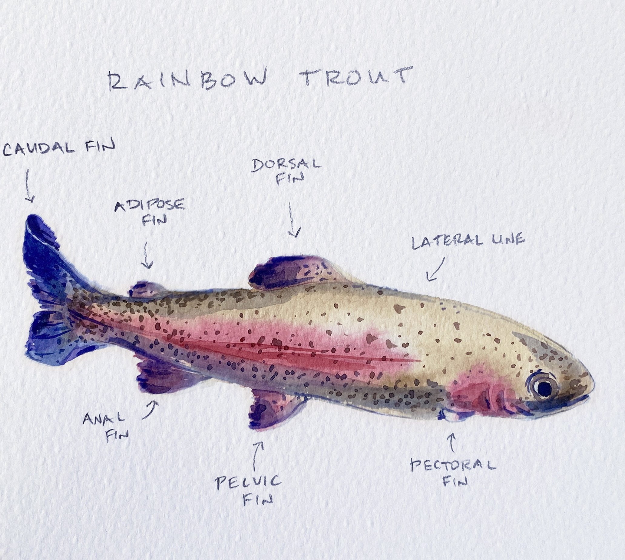 IMG_4915 2_Rainbow Trout_Detail.jpg