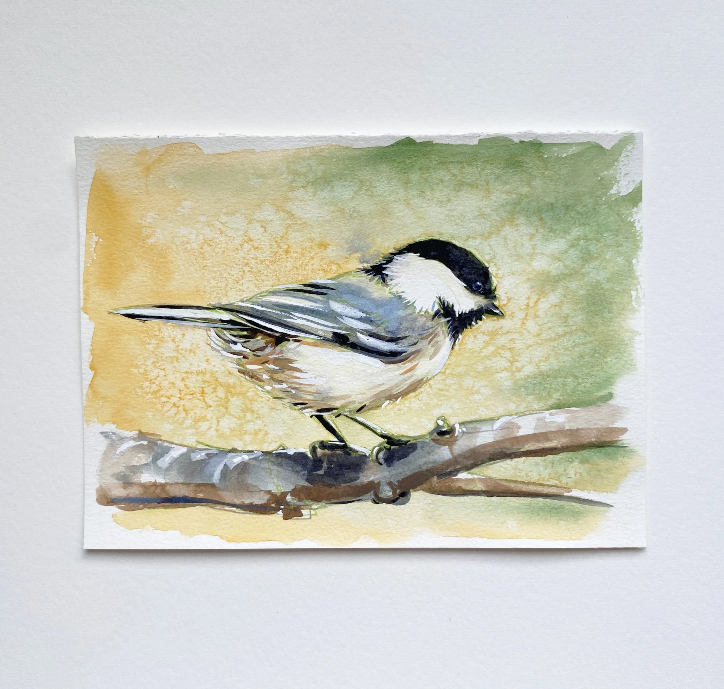 IMG_4864 2_Black Capped Chickadee.jpg