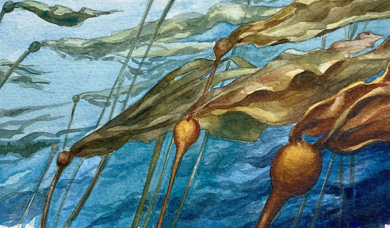 IMG_4861 2_Bull Kelp_Detail.jpg