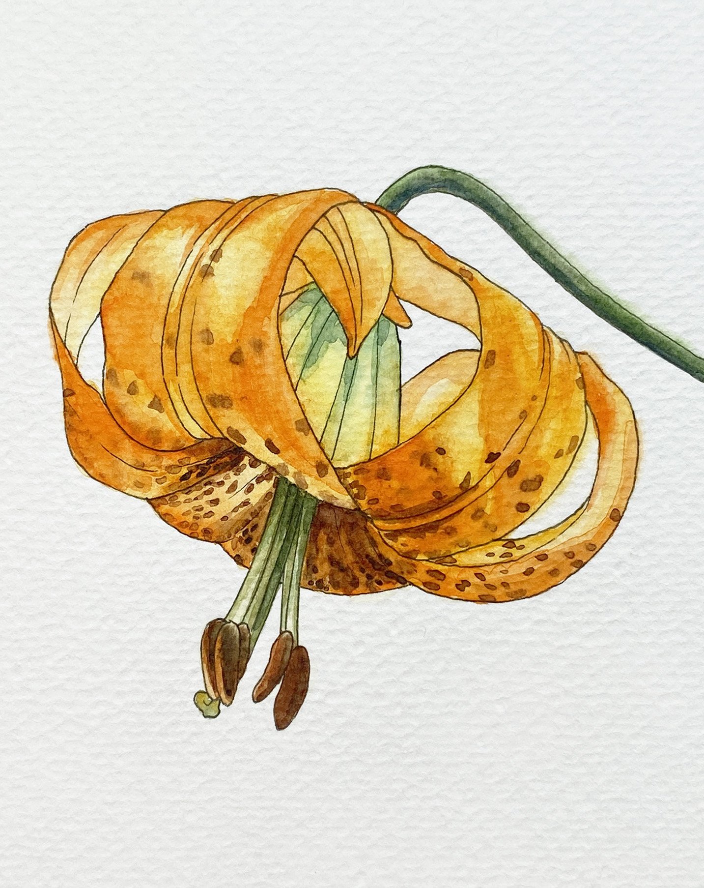 IMG_4911 2_Tiger Lily_Detail.jpg
