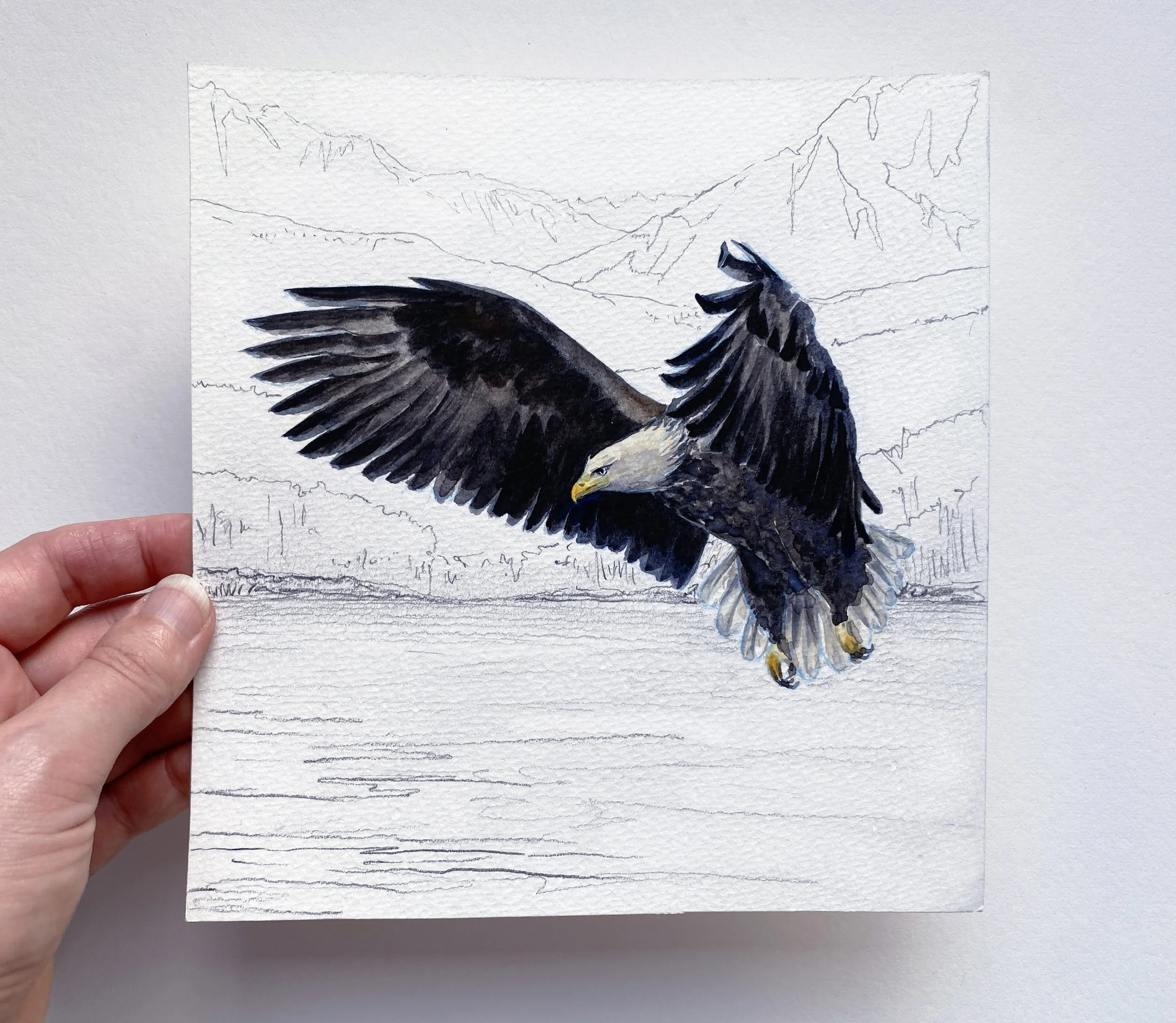 IMG_4884 2_Bald Eagle.jpg