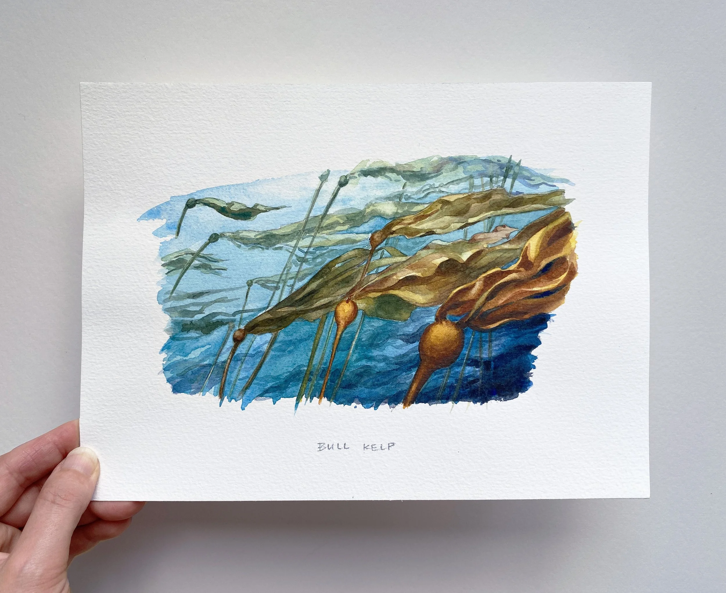 IMG_4861 2_Bull Kelp.jpg