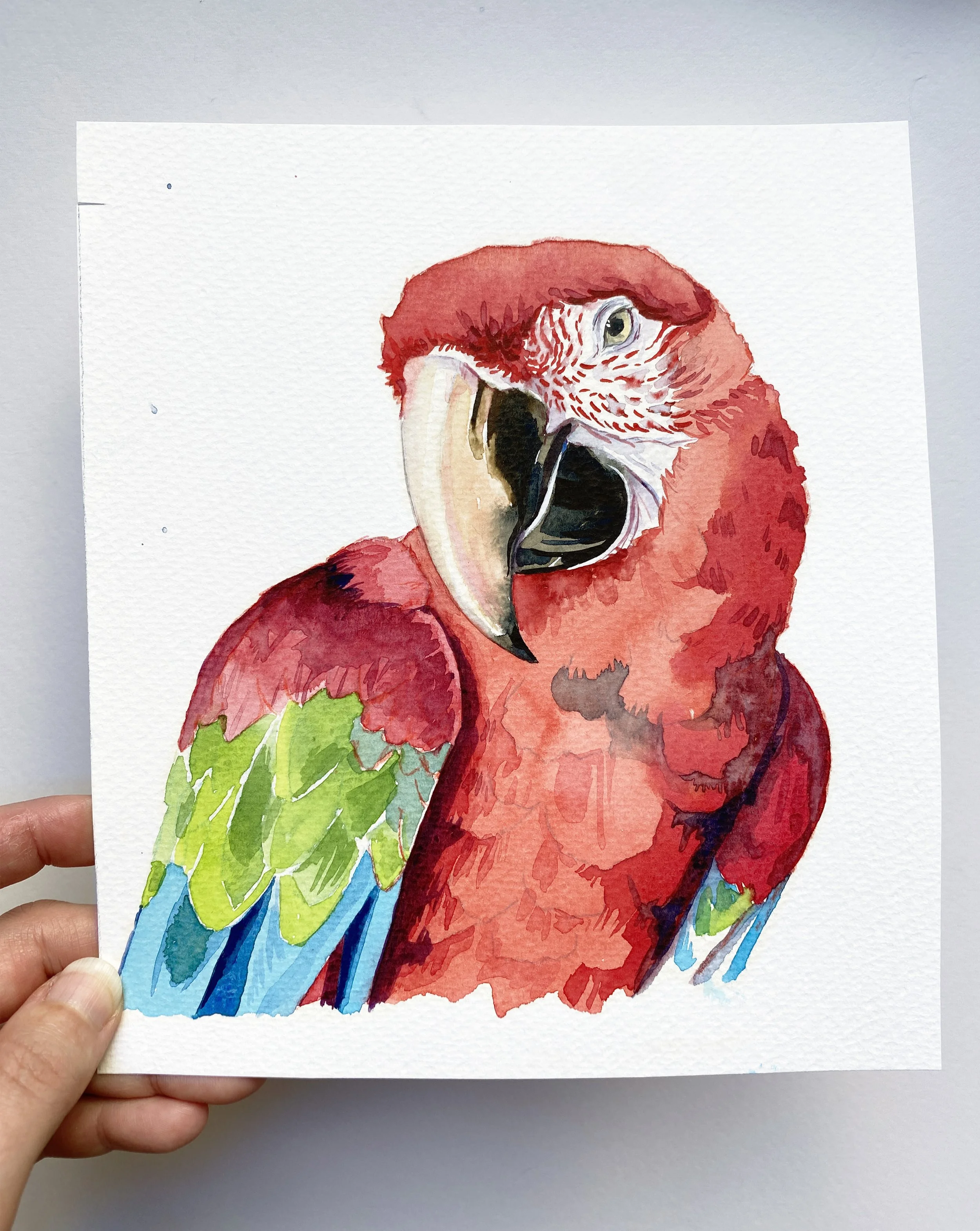 IMG_4895 2_Scarlet Macaw 2_Study.jpg