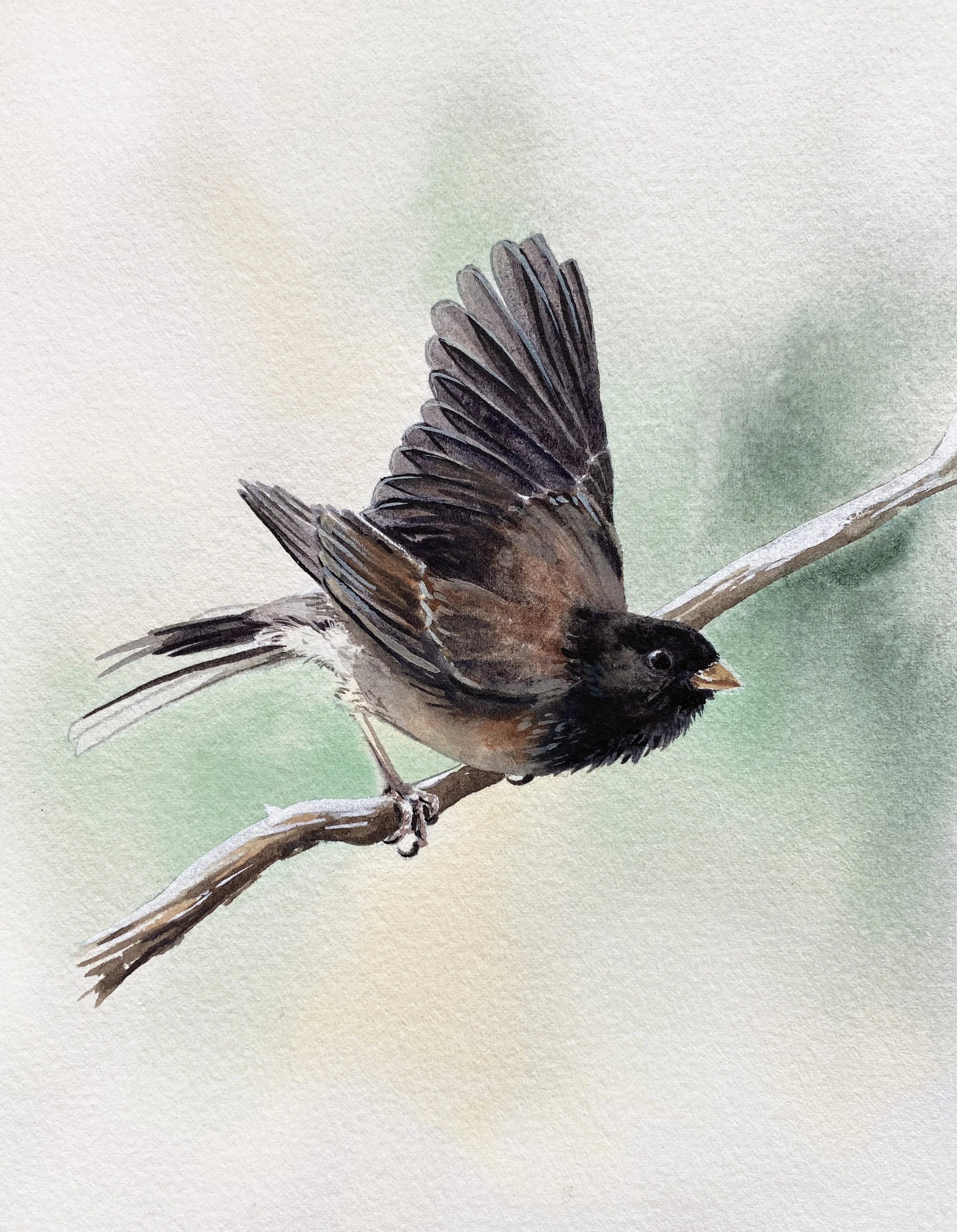 IMG_4878 2_Junco.jpg