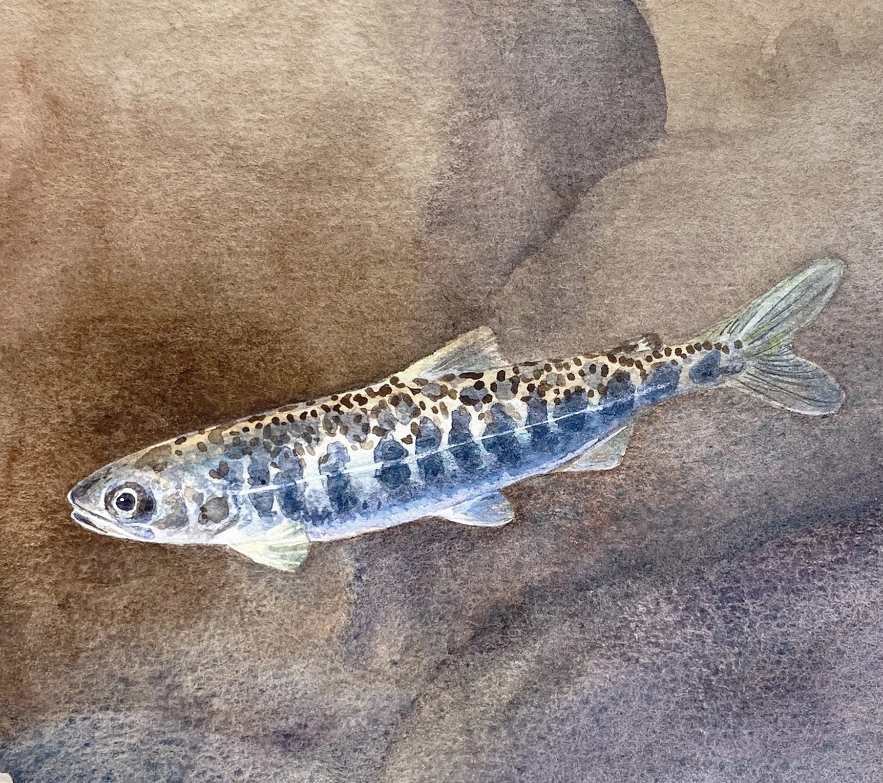 IMG_4853 2_Juvenile Chinook_Detail.jpg