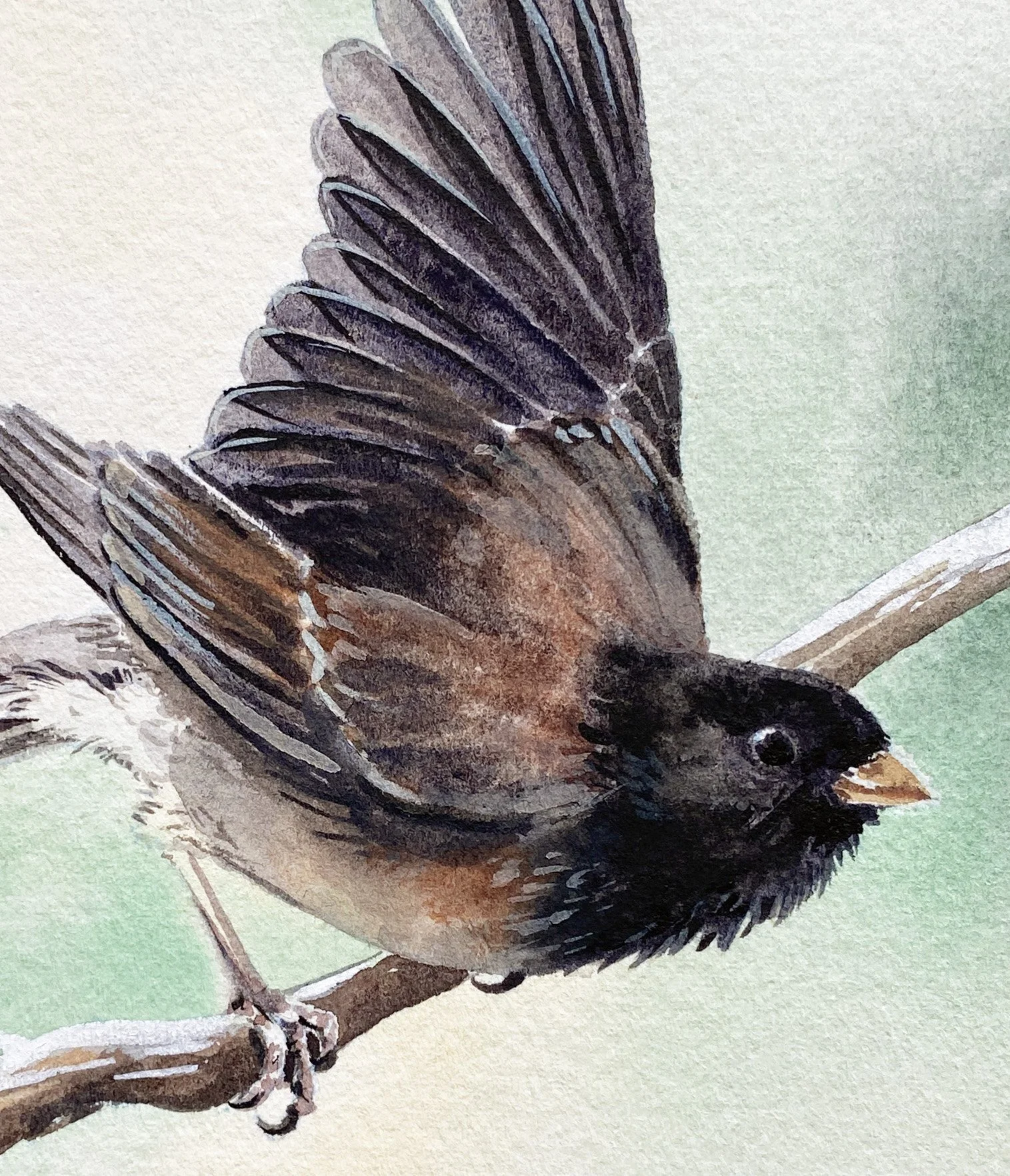 IMG_4878 2_Junco_Detail.jpg