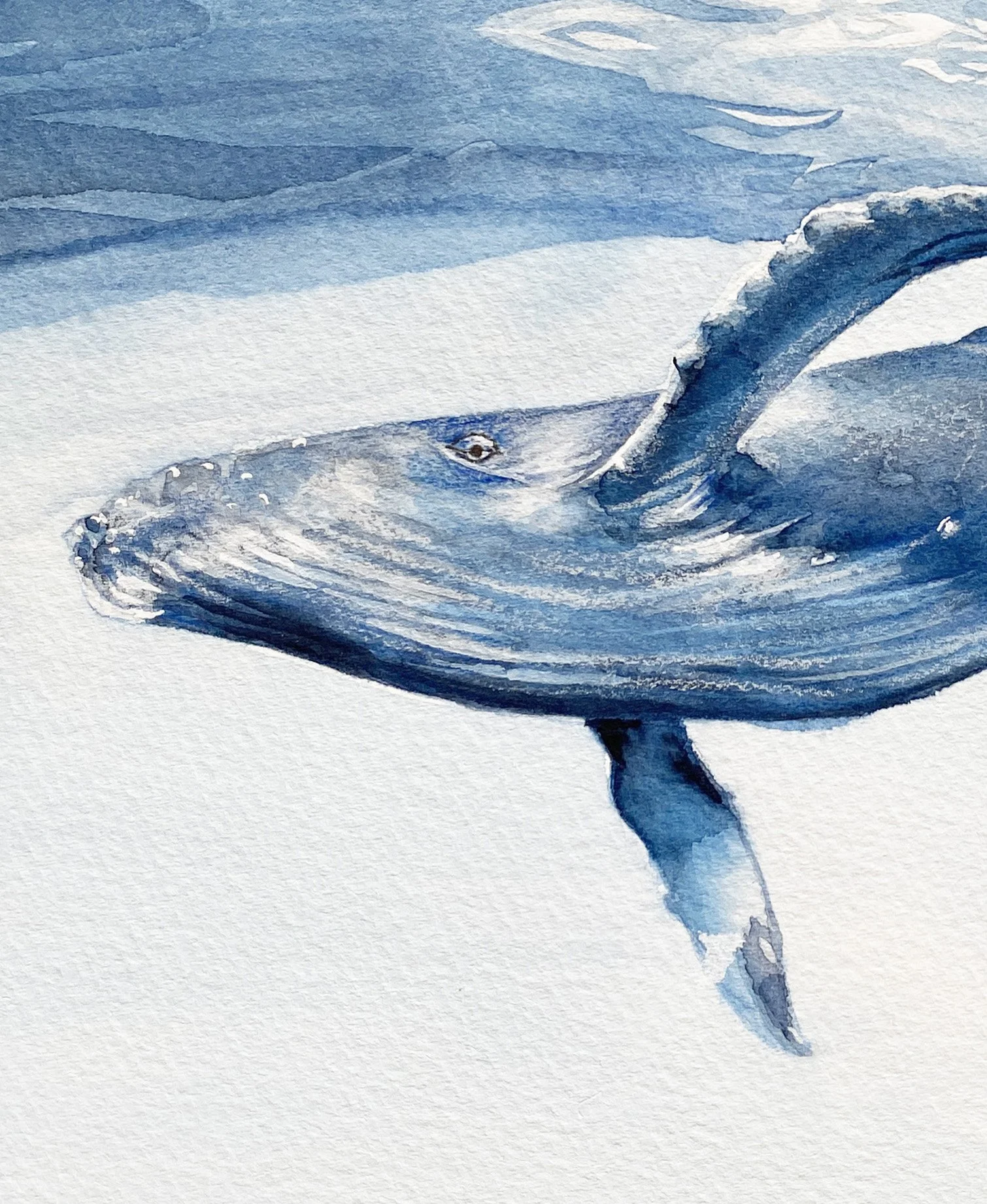IMG_4874 2_Humpback_Detail.jpg