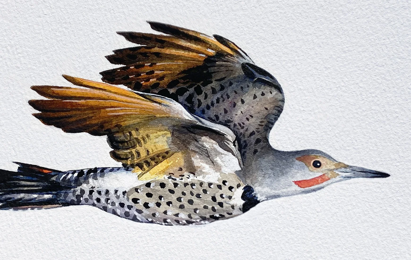 IMG_4888 2_Northern flicker flying_detail.jpg