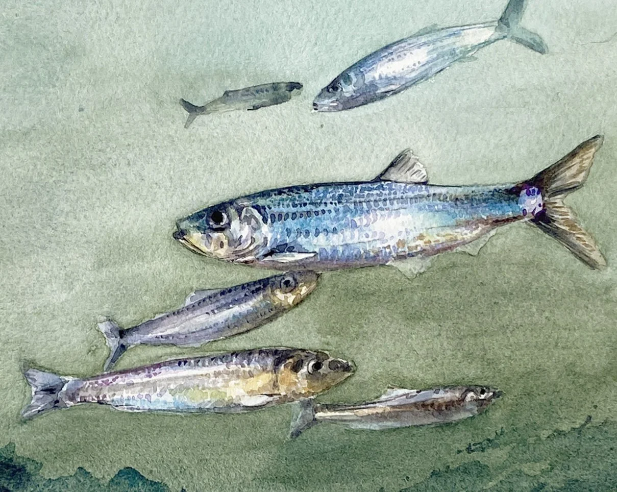 IMG_4855 2_Pacific Herring_Detail.jpg