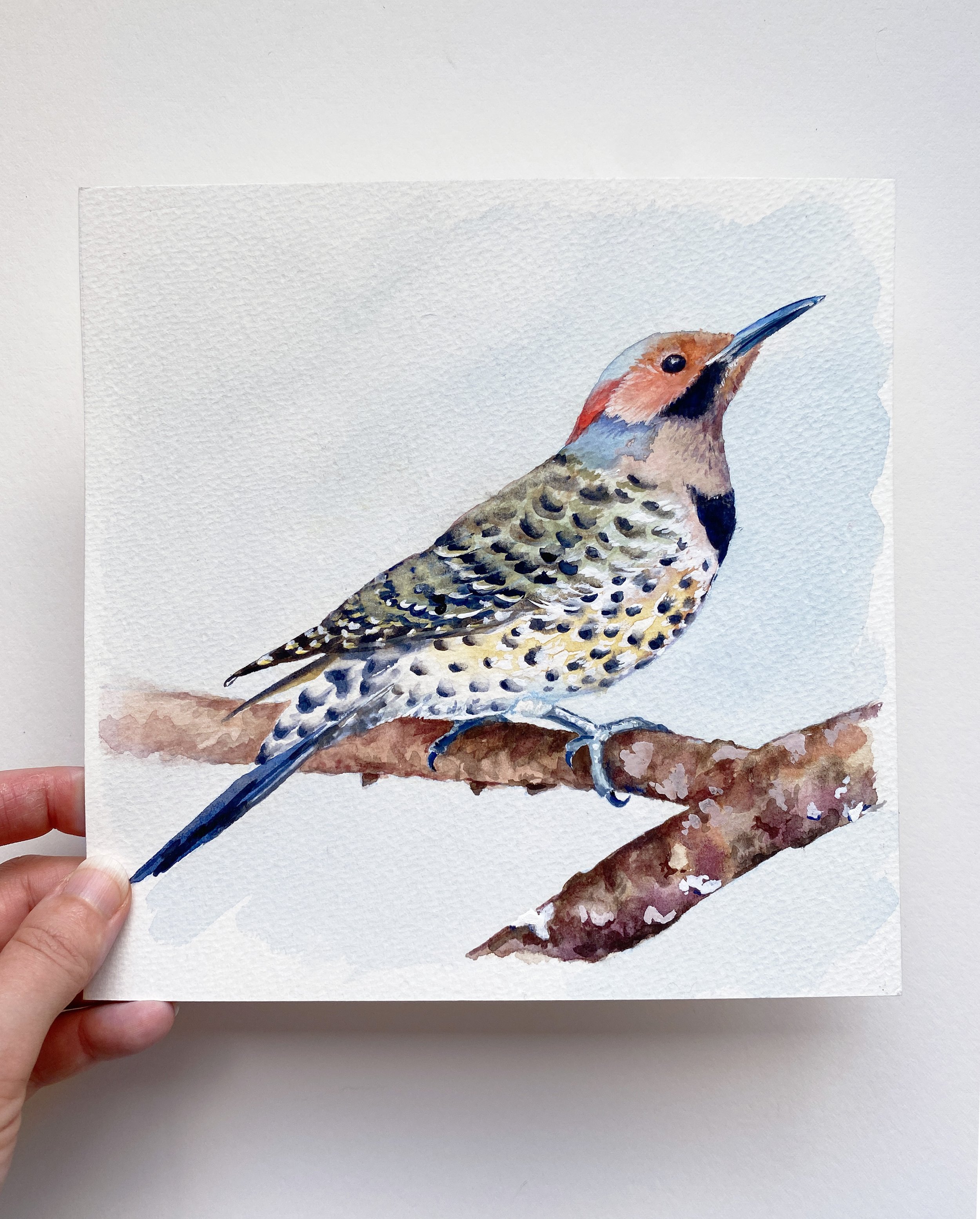 IMG_4876 2_Northern Flicker.jpg