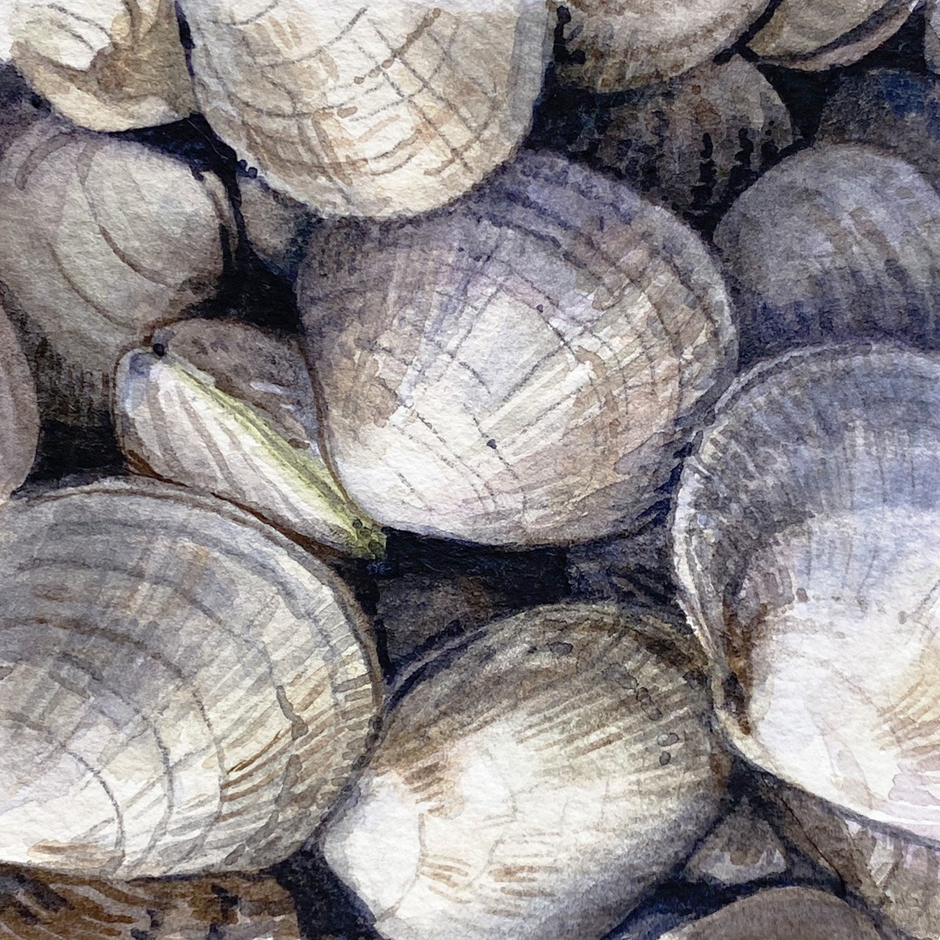 IMG_4852 2_Clams_Detail.jpg