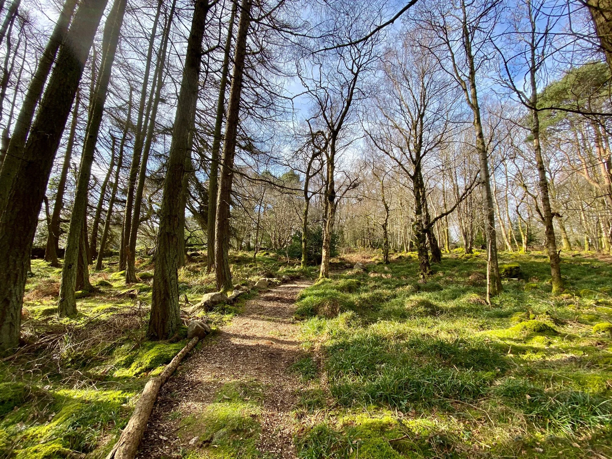 Forest bathing Dublin