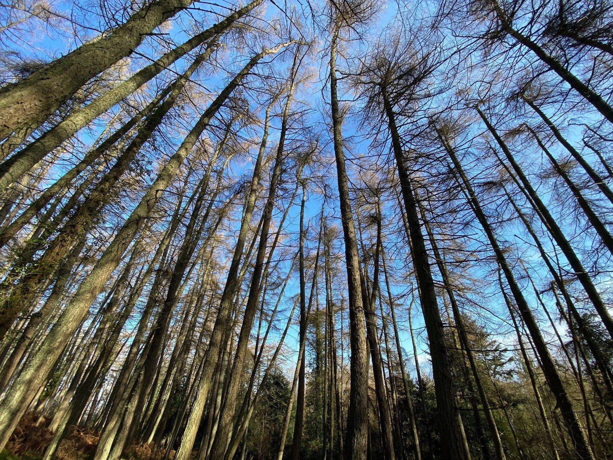 Forest bathing Dublin