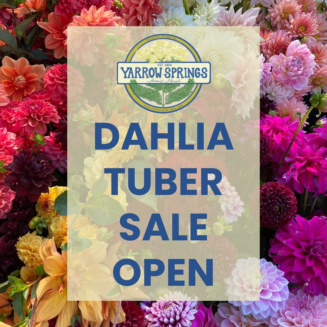 Dahlia tubers are now available for preorder on our website!  See the link in my bio.  Please note we do not offer shipping, pick up only!  Thanks for understanding. 💗 Order by 3pm and we&rsquo;ll have your tubers ready for pick up tomorrow at the @