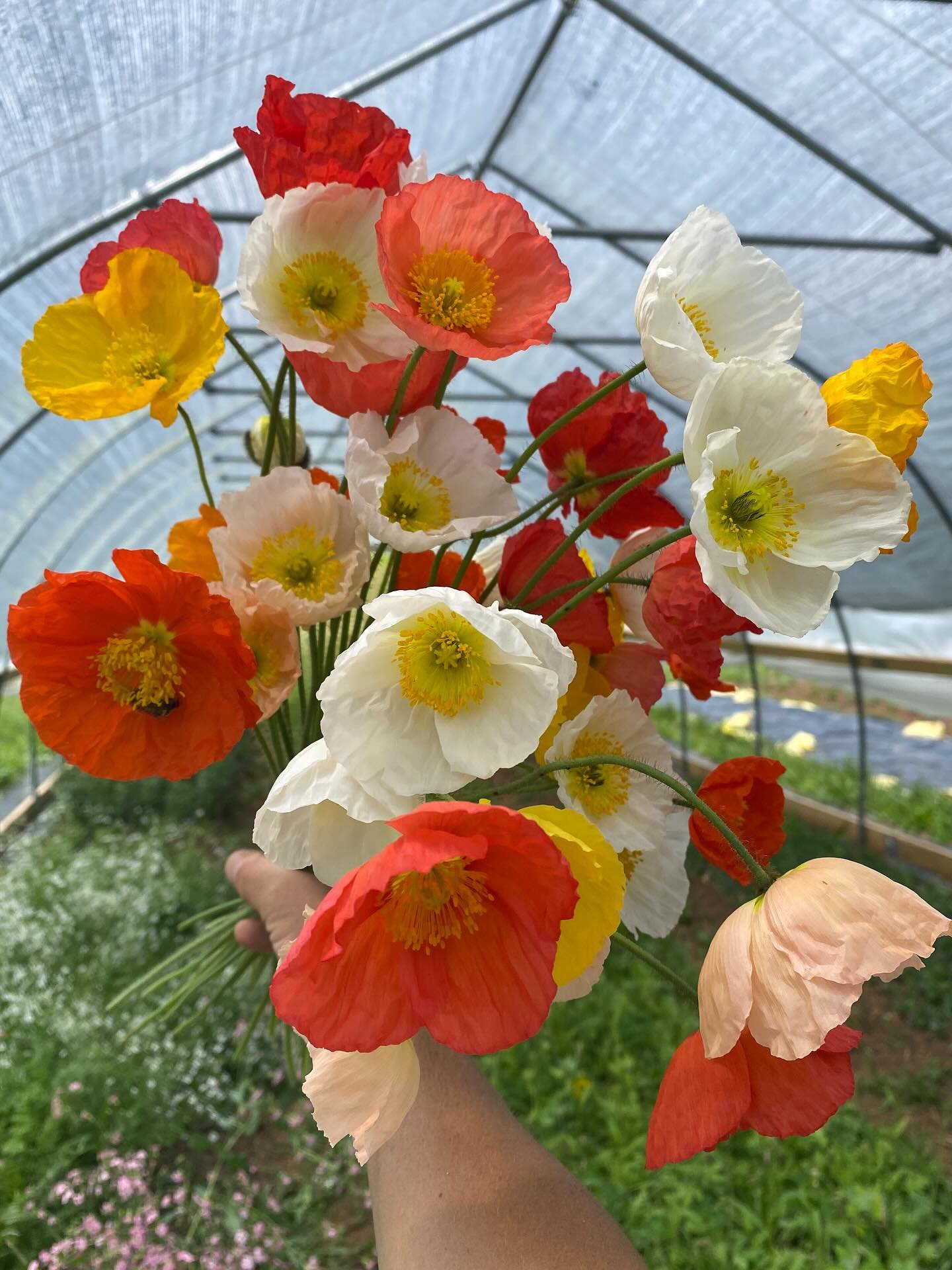 Flower drop at @thefloydcountrystore tomorrow!! Swing by for some poppy and snapdragon magic.  Oh- and that gypsophila sparkleeeeee. ✨✨✨ #floydva