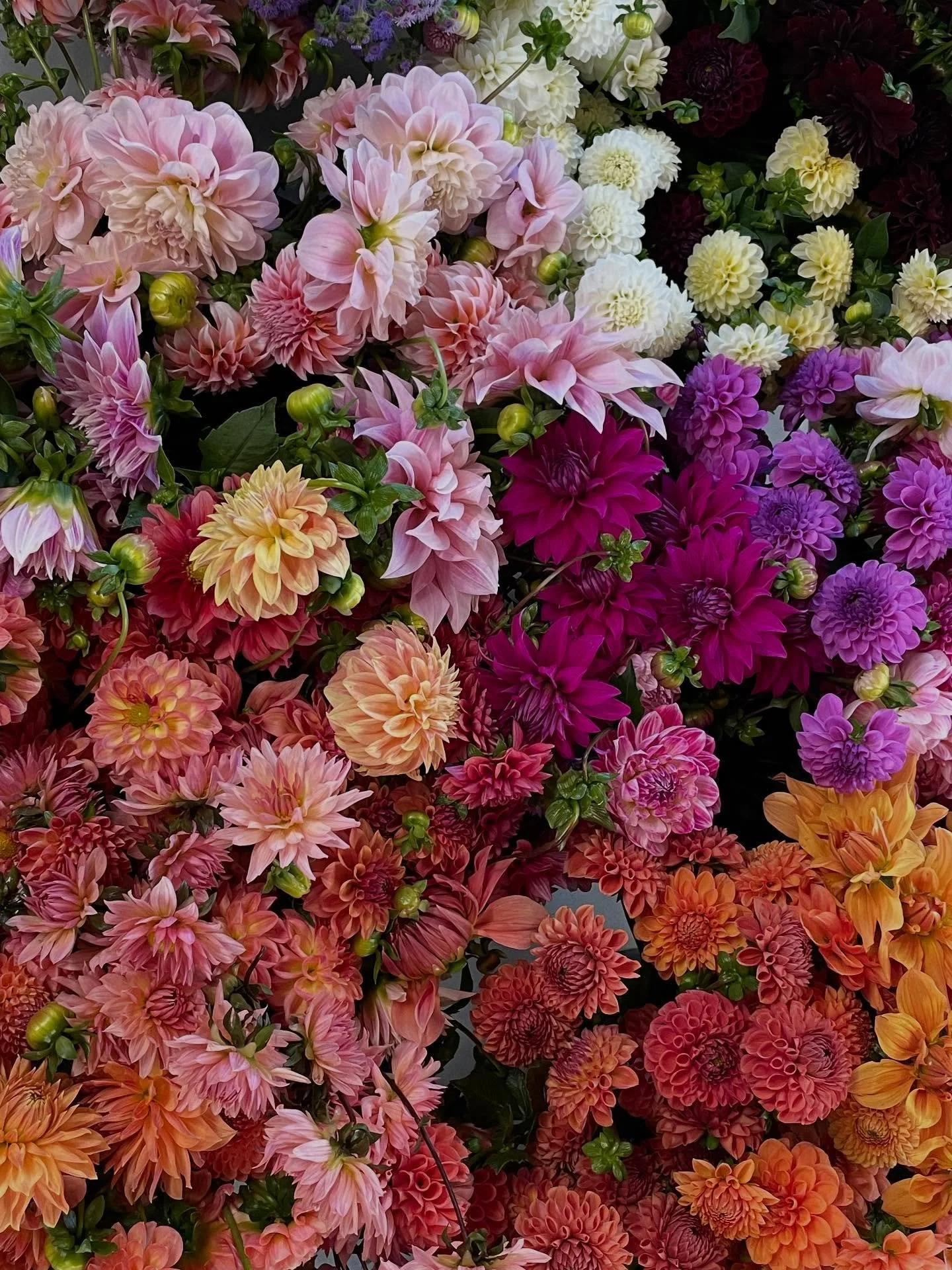 Another patchy frost this morning!! Fresh flower season is slowing with the cool weather, y&rsquo;all- and it will come to an end this month, I&rsquo;m sure.  Gus says to swing by the @floydfarmersmarket tomorrow morning and snag you a bundle of beau