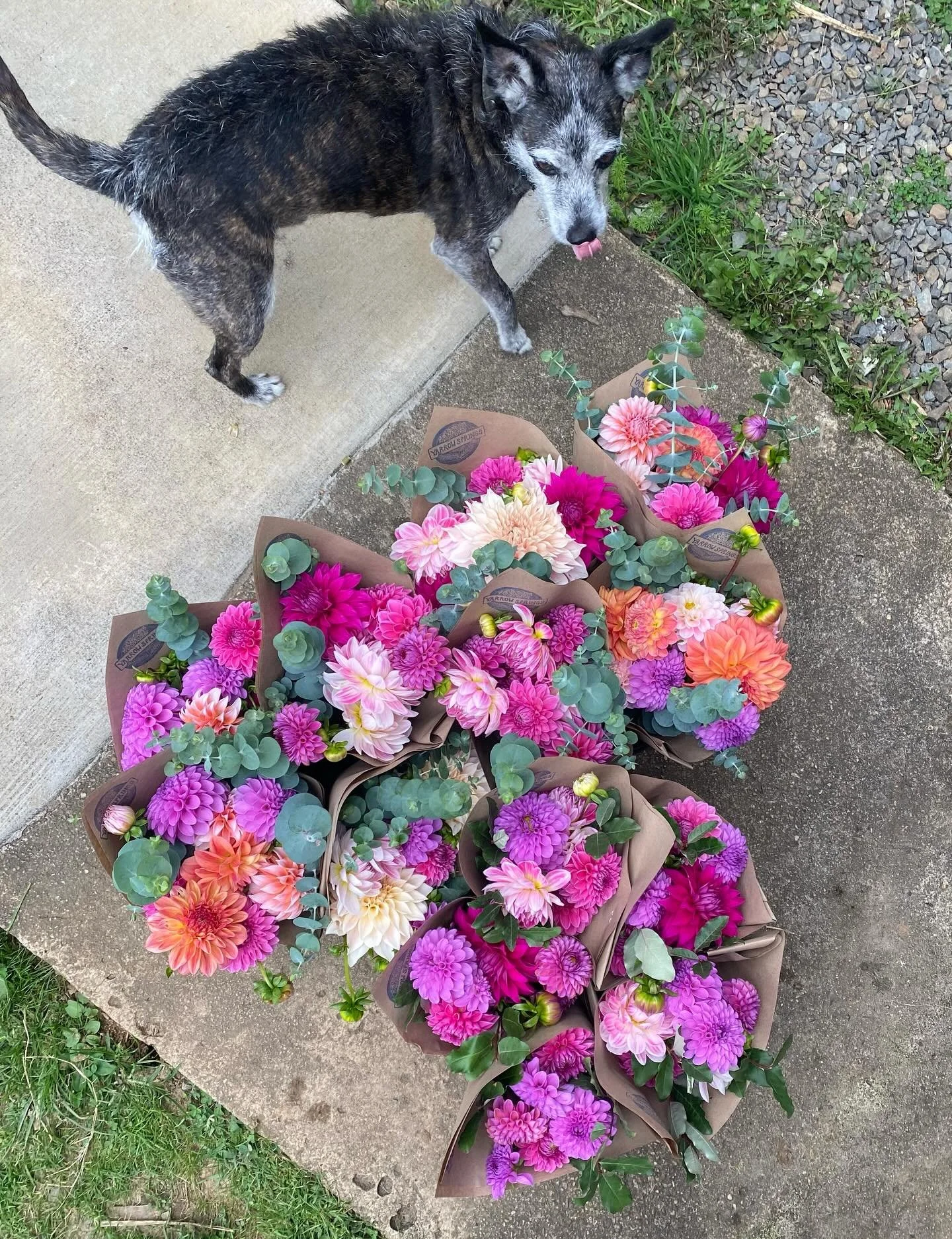 We are expecting a frost Friday morning, y&rsquo;all!  Tomorrow may be the last fresh flower delivery to @thefloydcountrystore this year!  Dahlias and eucalyptus in sweet purples and pinks- don&rsquo;t miss &lsquo;em! 💜💕🌿 #floydva