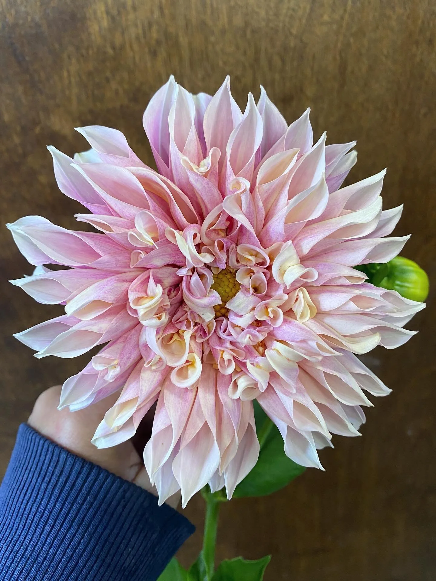 Who will snag this beauty at the @floydfarmersmarket tomorrow?? We&rsquo;ve had a very wild and busy week bringing you what we expect to be the seasons last BIG fresh flower haul.  Also- swipe to the end to see Gus being the CUTEST FARM DOG EVER. 💙 