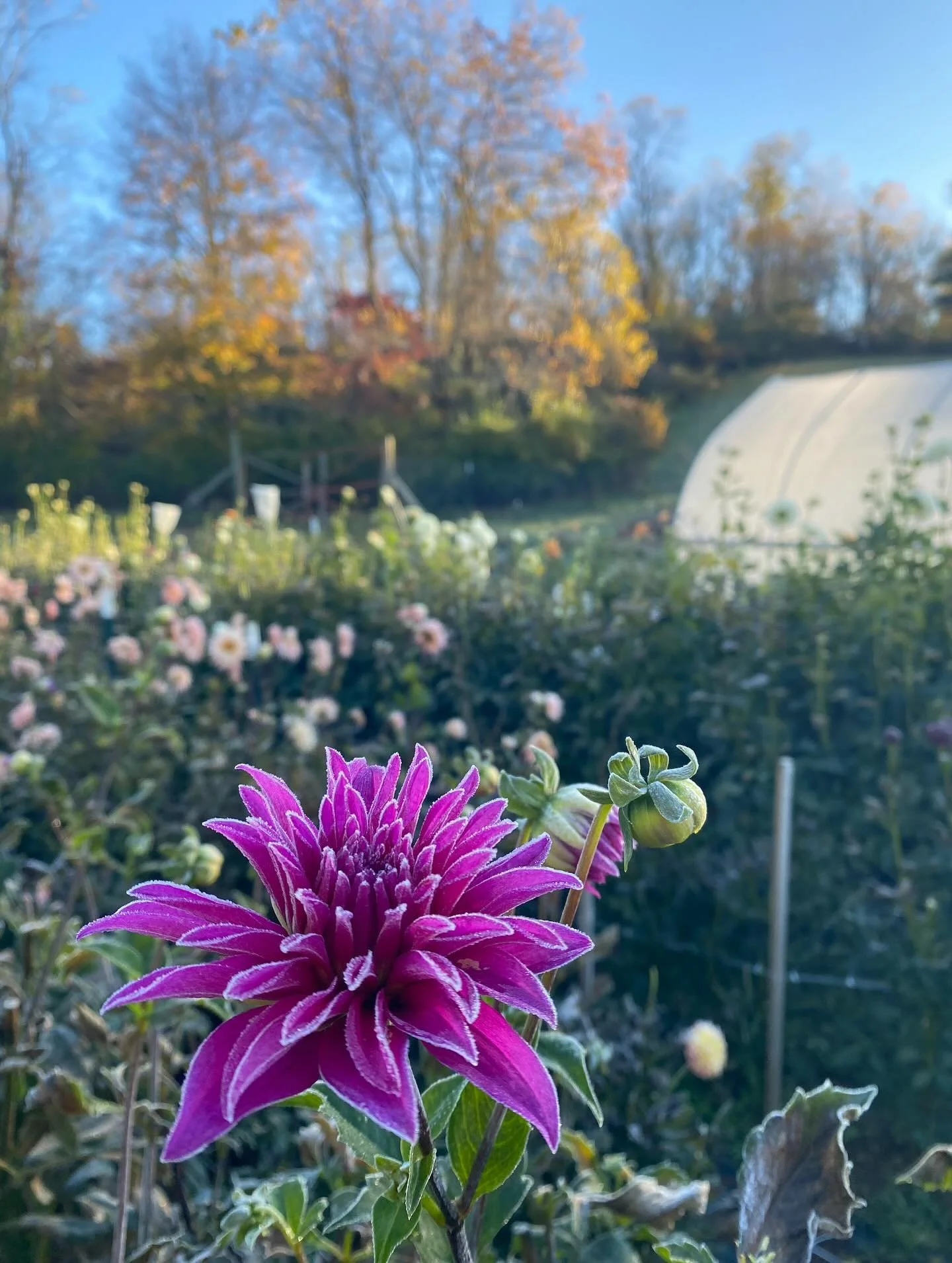 Merry Frostmas, y&rsquo;all.  The dahlias are officially done for the season!  I had a gorgeous glittery stroll through the garden before getting to work arranging all the goodies we picked yesterday.  Find us tomorrow at the @floydfarmersmarket with