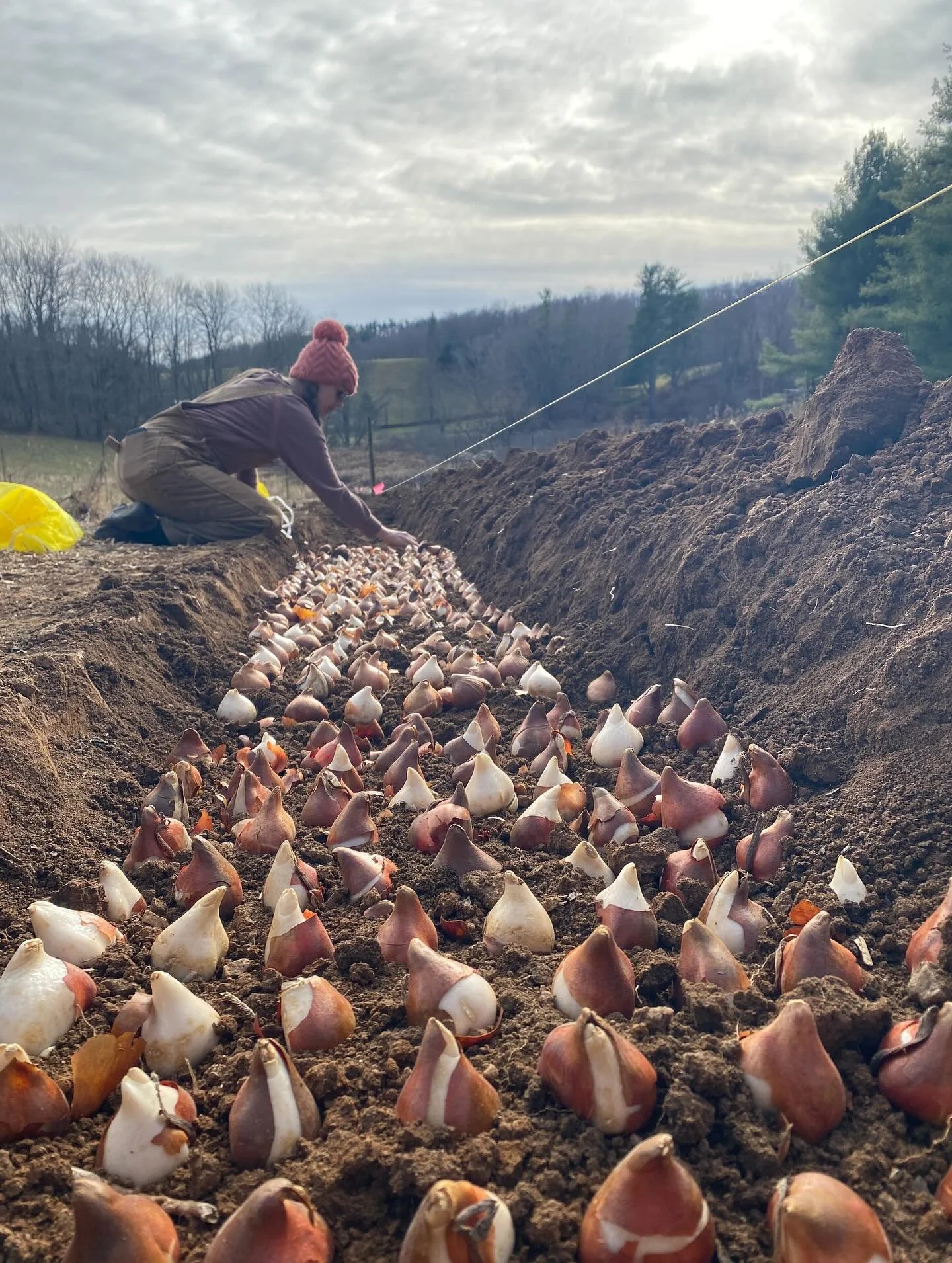 Fabulous day for tulip (and a little hyacinth) planting.  See you in April, lil buddies! #floydva #flowerfarm