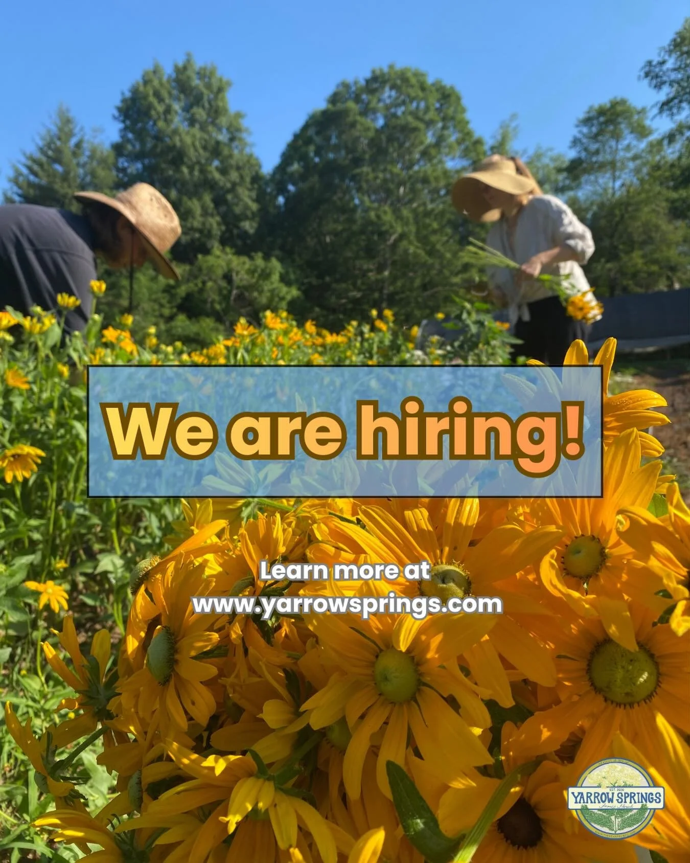 Hellooooo Floydddd- Yarrow Springs is HIRING for 2026!  We are looking for someone interested in picking and arranging flowers, then selling them at the @floydfarmersmarket each Saturday.  Please check out the job description on our website- link in 