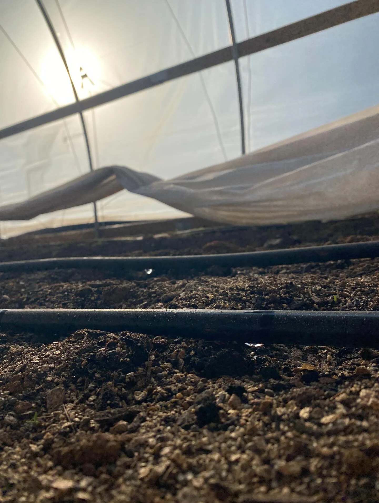 After three long weeks, our irrigation system has finally thawed out.  Thank goodness- I had to plant ranunculus two weeks ago and couldn&rsquo;t water them in until today&hellip;. Fingers crossed theyre okay!  In a moment of desperation, I broke up 
