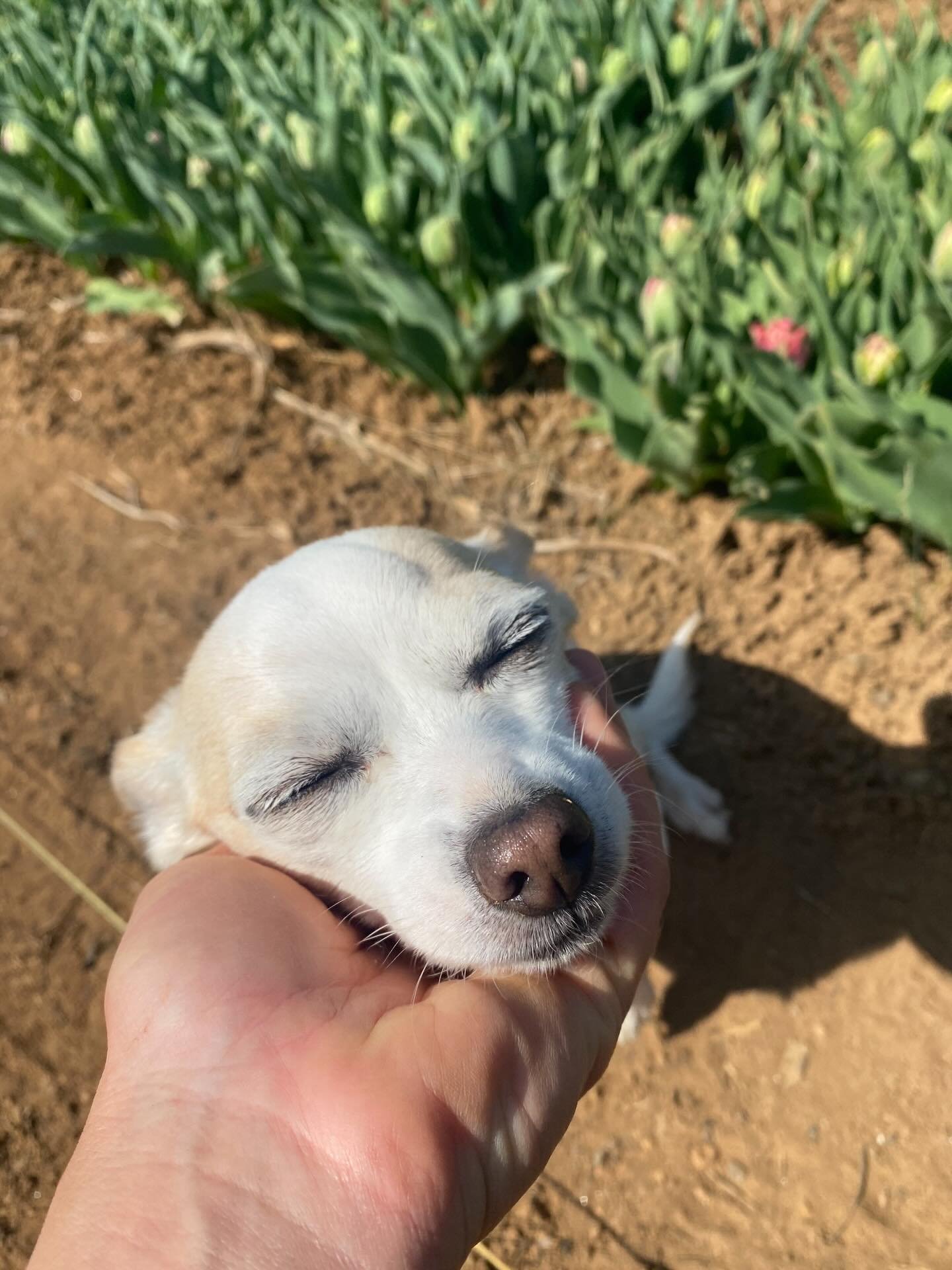 Flowers heading to @thefloydcountrystore tomorrow!! And find us on Saturday at the @floydfarmersmarket 💙🌱💕