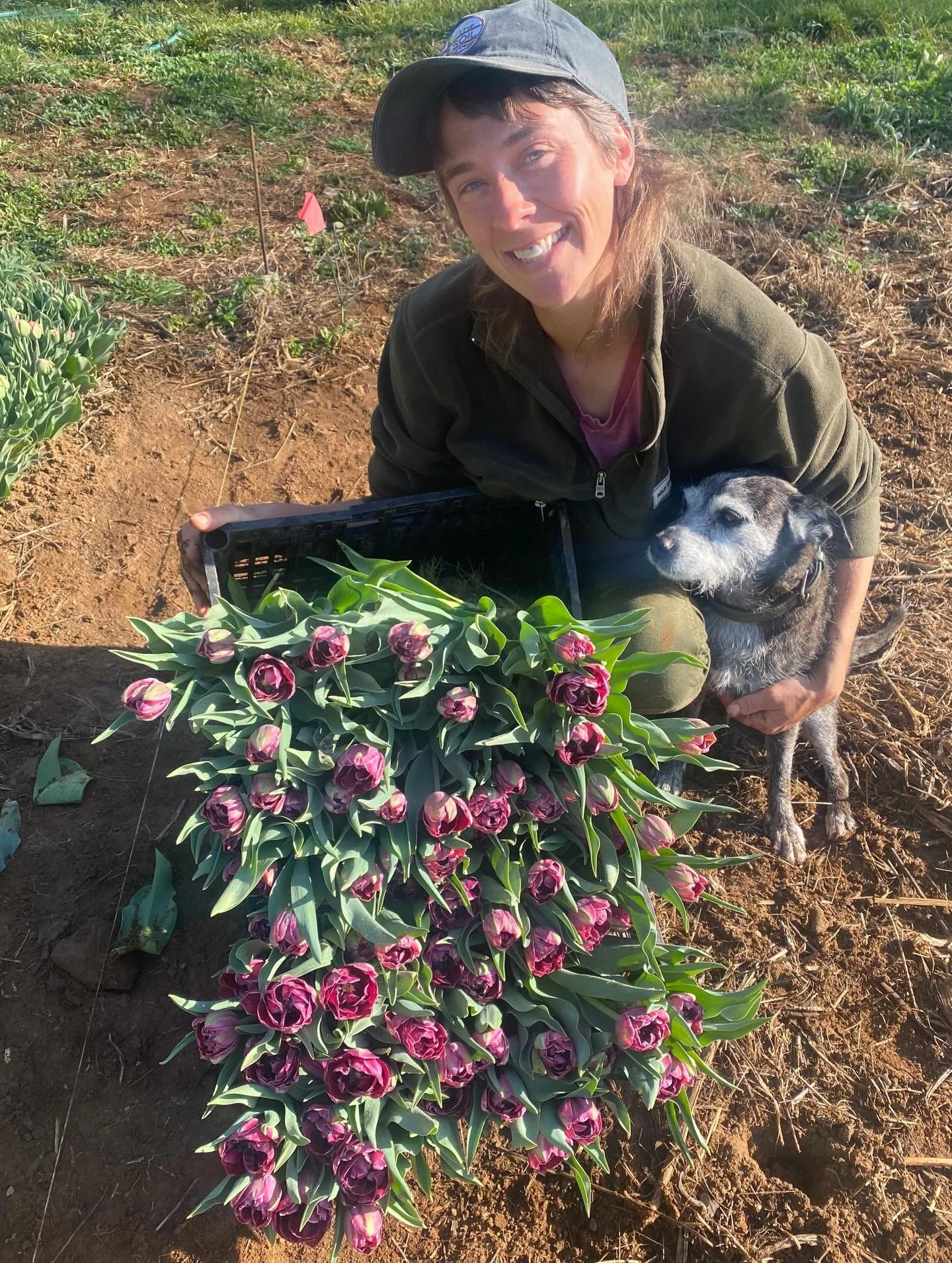 Hiiiiii thereeeeee- we are PICKIN&rsquo; y&rsquo;all!! Hope to see you at the @floydfarmersmarket, we are bringing heaps of tulips with some daffodils, anamones, and poppies sprinkled in.  See you Saturday?? 🌷💐🌷💐🌱🌱🌱🌱✨ #floydva