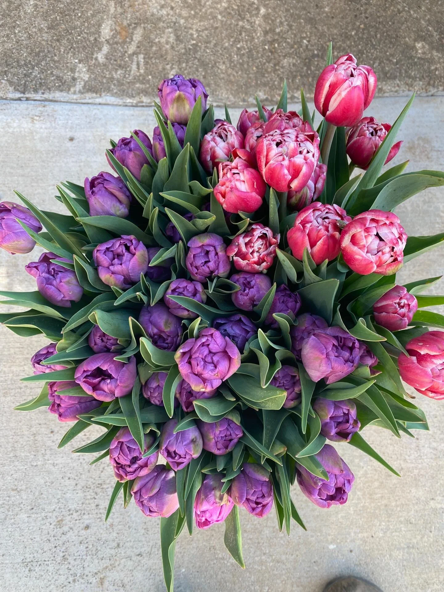 See you at the @floydfarmersmarket tomorrow morning!!! It&rsquo;s been a busy lil week on the farm as we continue to manage the tunnels and prepare to start planting in the field next week!! We&rsquo;ll have bright tulips with a few poppies, daffodil