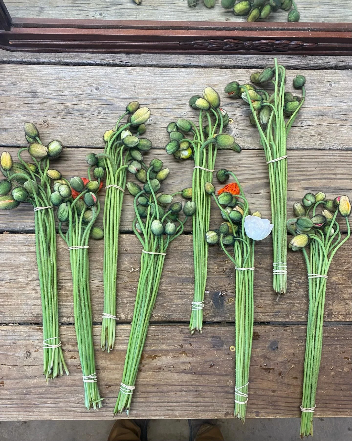 Scenes from a cute farmy Monday. 🌱