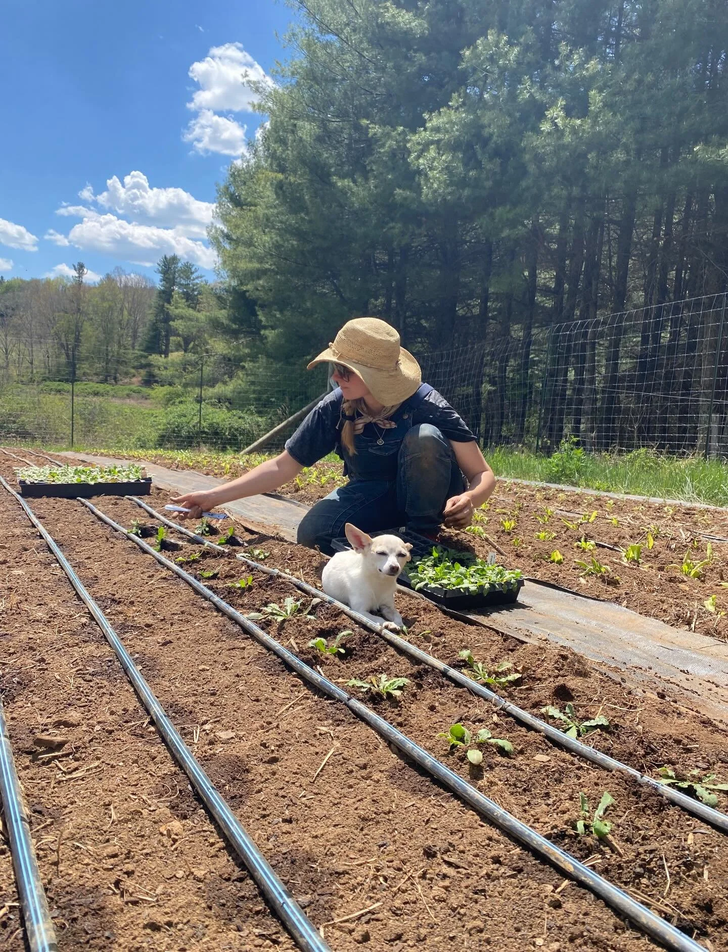 Hi folks!! Just a reminder that we will *not* be at the @floydfarmersmarket tomorrow!  The flowers are takin a lil break, but we&rsquo;ll be back next weekend!  We took our time these last two days planting and cleaning up the greenhouse instead of m