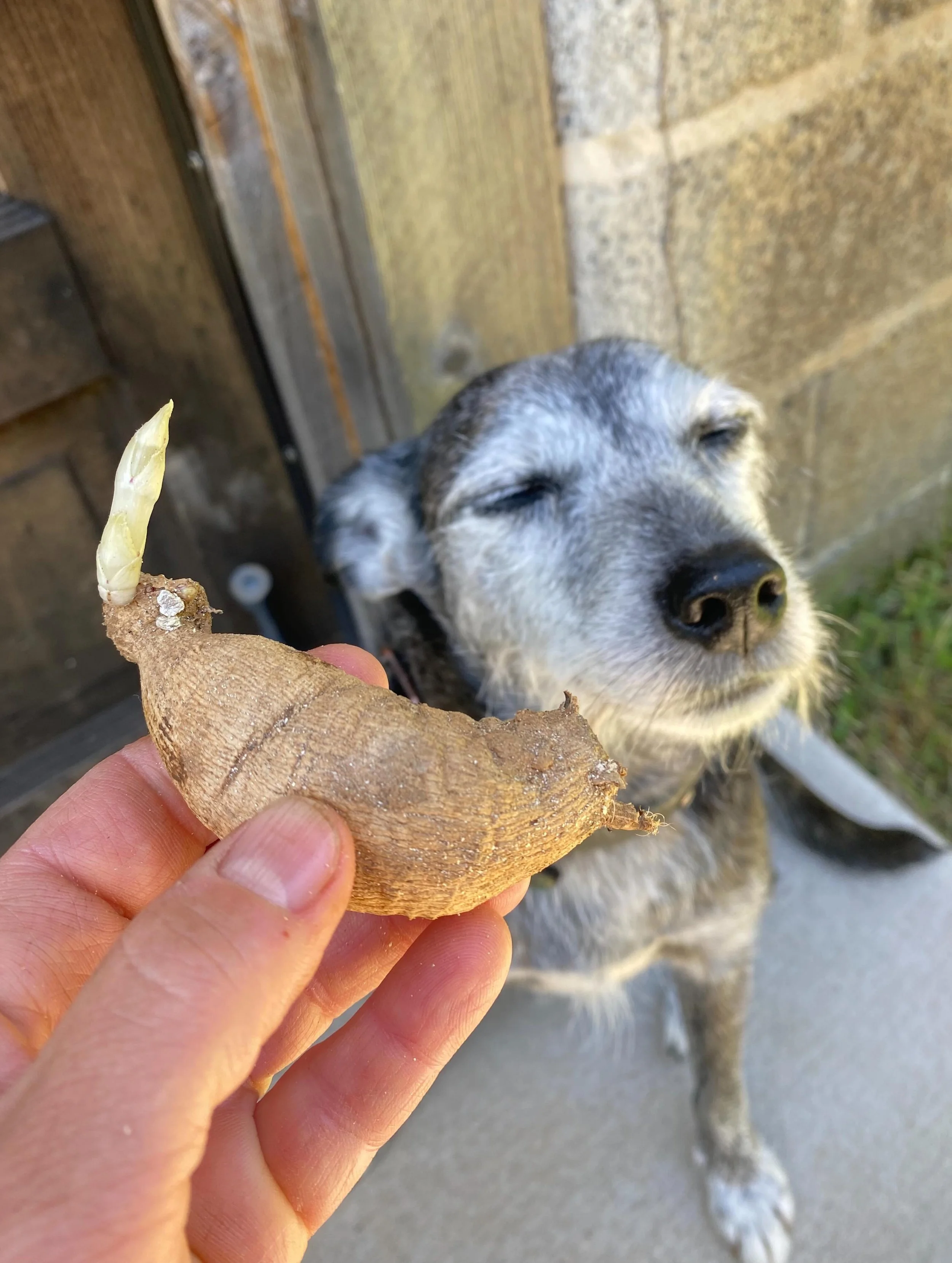 Helloooo- find us at the @floydfarmersmarket tomorrow morning!! We&rsquo;ll have dahlia tubers, flowers, and plants.  Swipe to see what varieties I&rsquo;ll be bringing.  Also/Gus is a big fan of tuber season, just swipe to see how irresistible he fi
