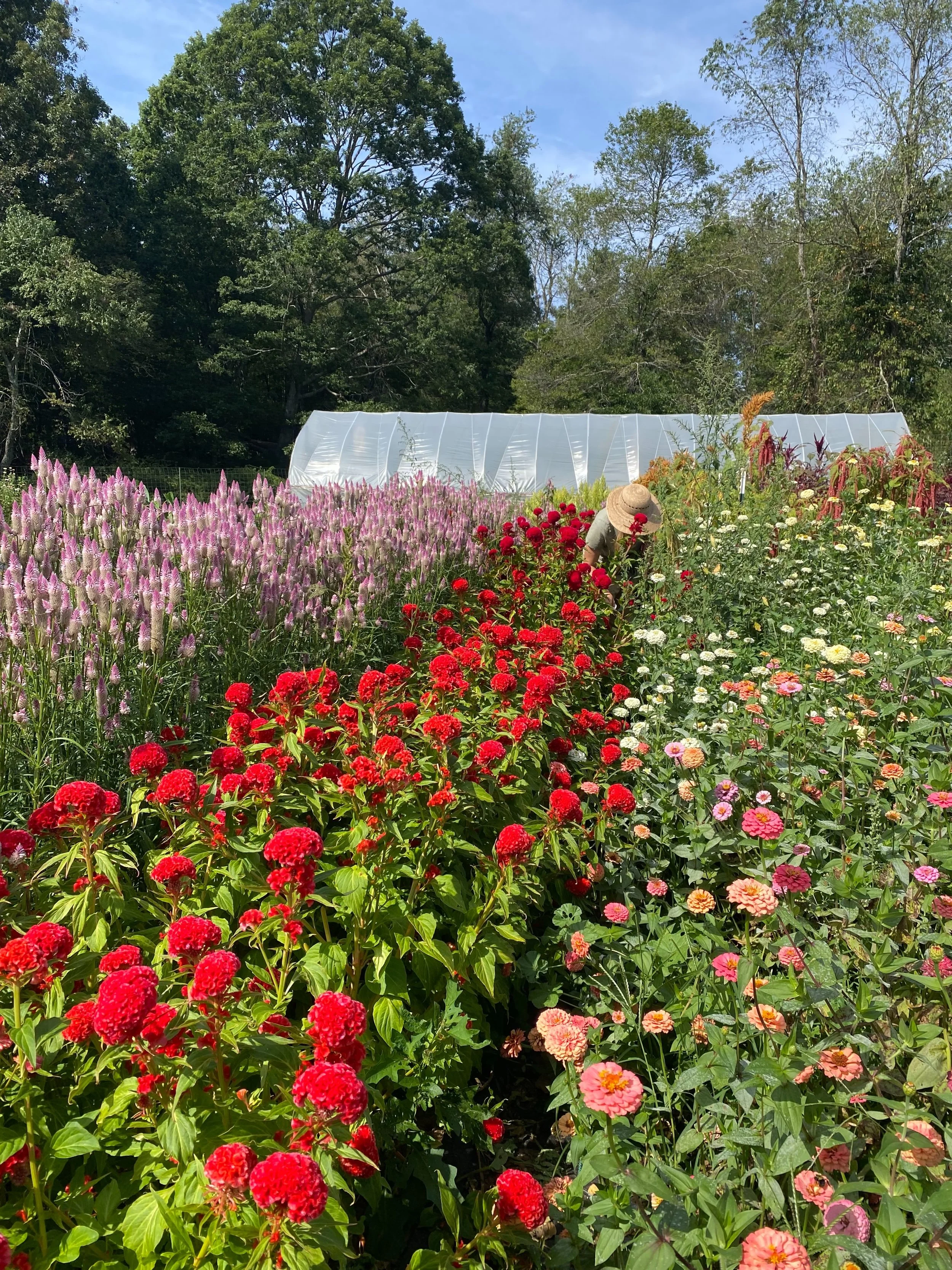Monday celosia pick&hellip;.!!! Can you guess what is happening in the second photo??? #floydva #flowerfarm #celosia
