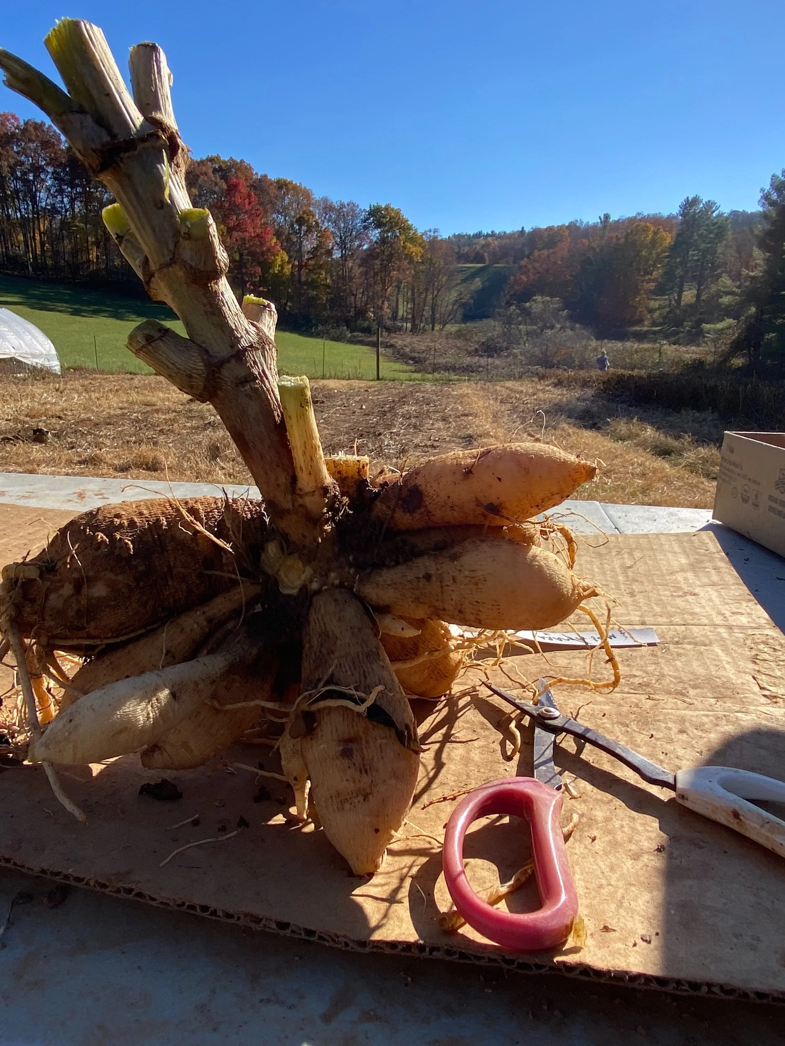 We will *NOT* be at market Saturday!! Too much goin on over here while the weather is bangin&rsquo;.

Emma and I started digging and separating dahlias this week and are over 3/4 finished!  Fingers crossed we finish tomorrow and are back to wreath-ma