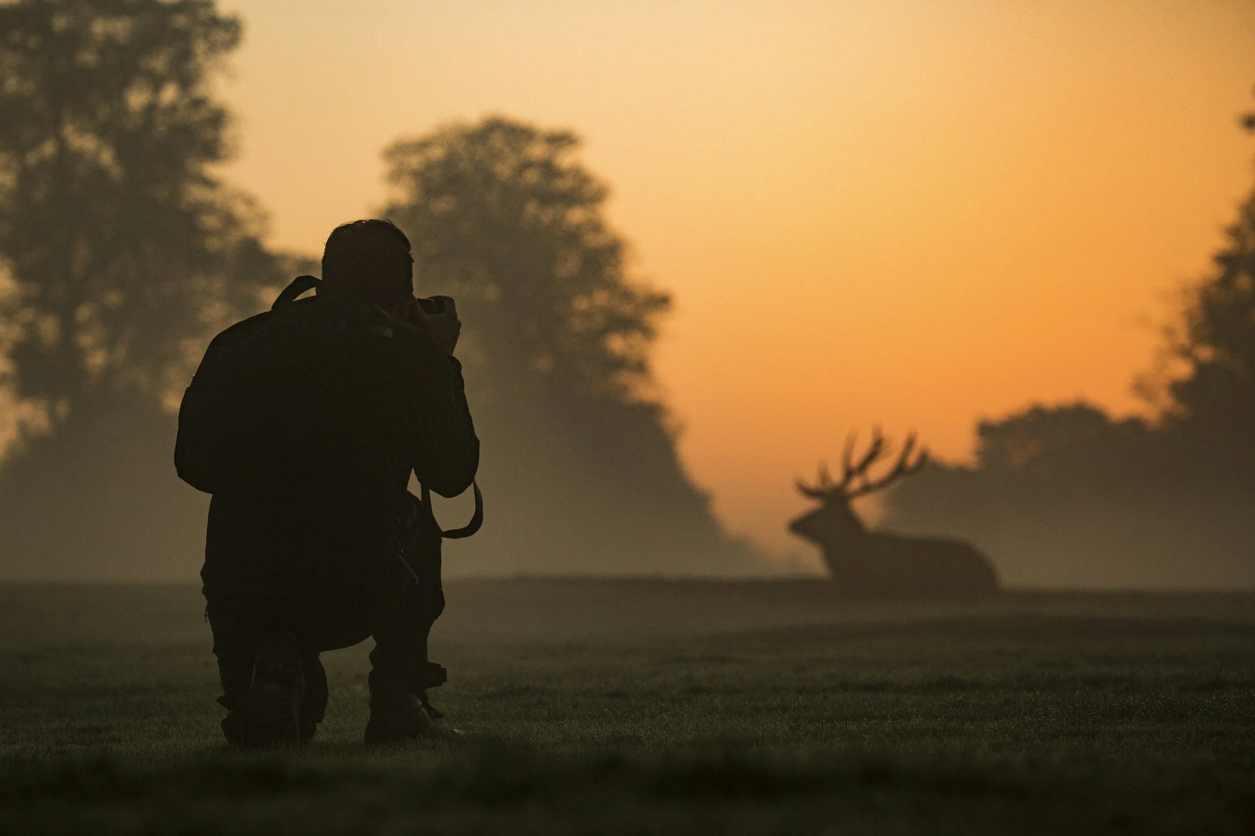 Welche Kamerausrüstung nutzt Olle Nilsson für Wildtierfotografie?