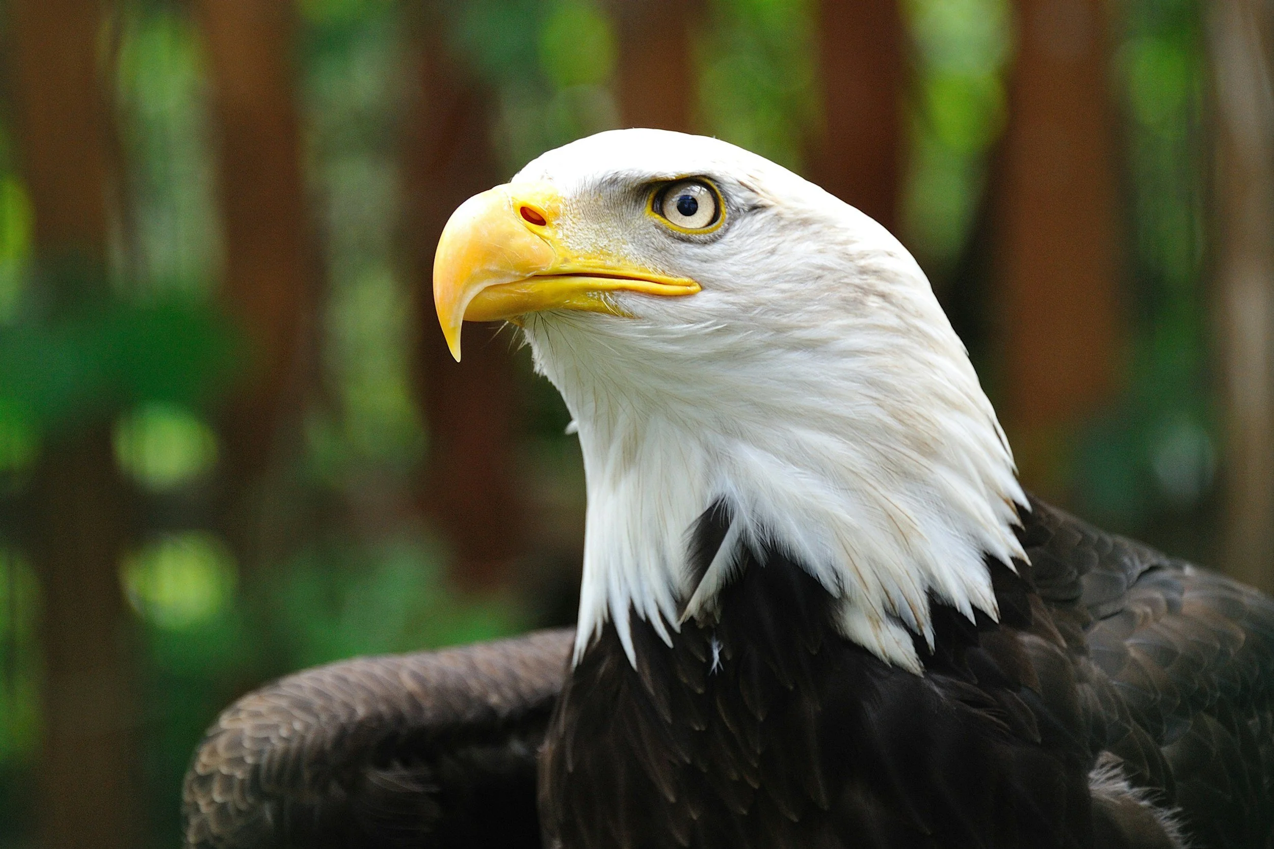 Save Massachusetts Wildlife