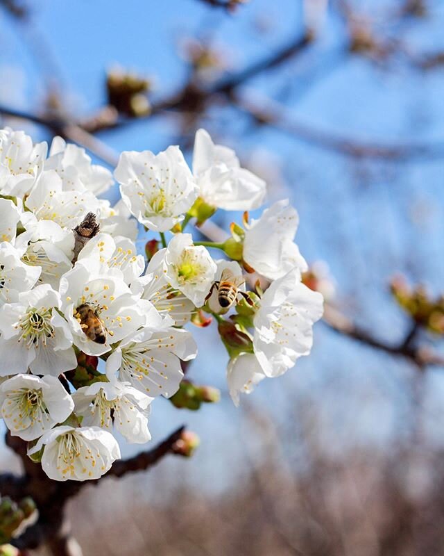 These ladies are working hard this week getting allll that pollen as the cherry buds burst open one by one. 😻 This season always goes by too quickly for me&mdash; why can&rsquo;t it last forever!?!? 🍒 When I moved home in 2015, I started slinging c