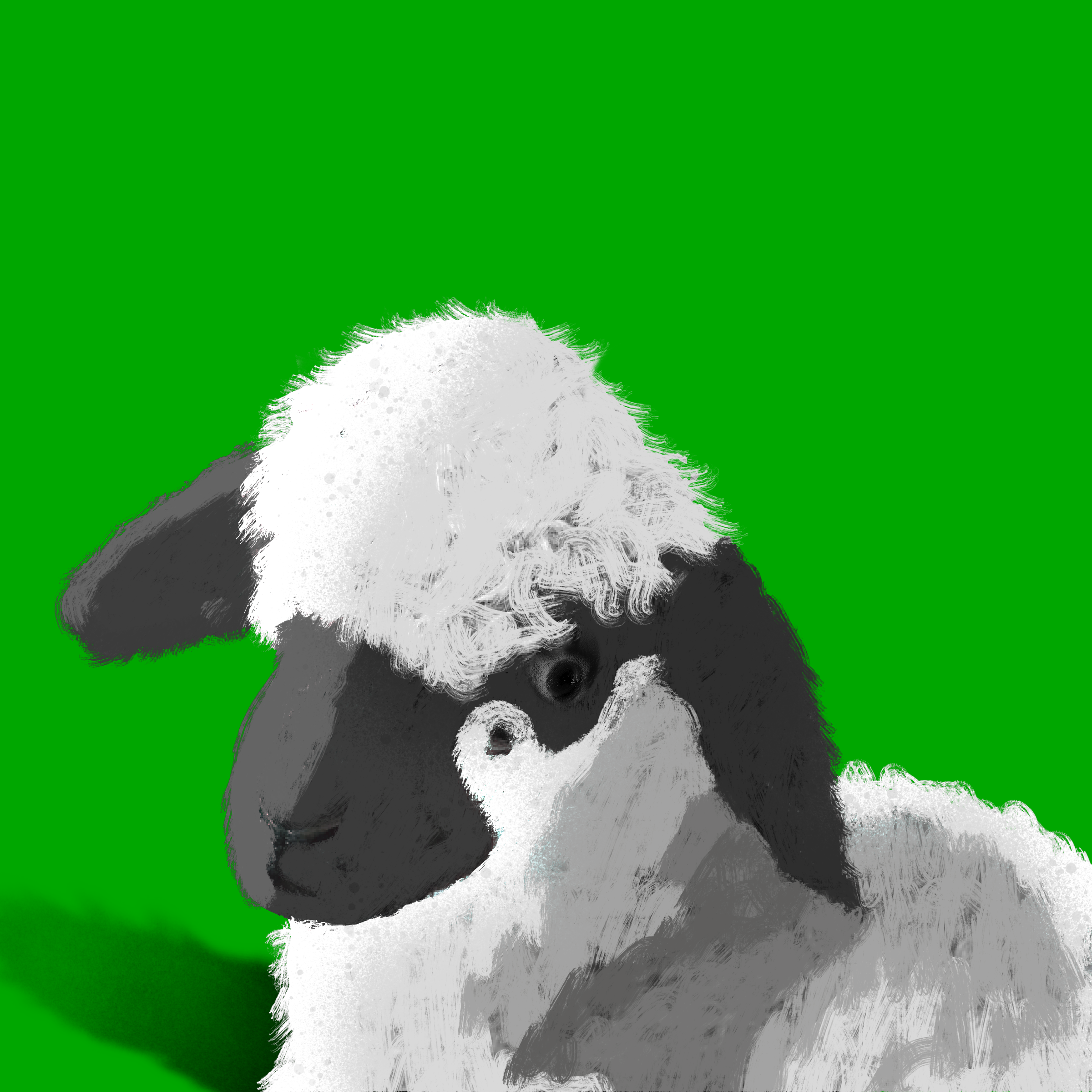Cute baby sheep with a curly white woolly head and black face against a bright green background.
