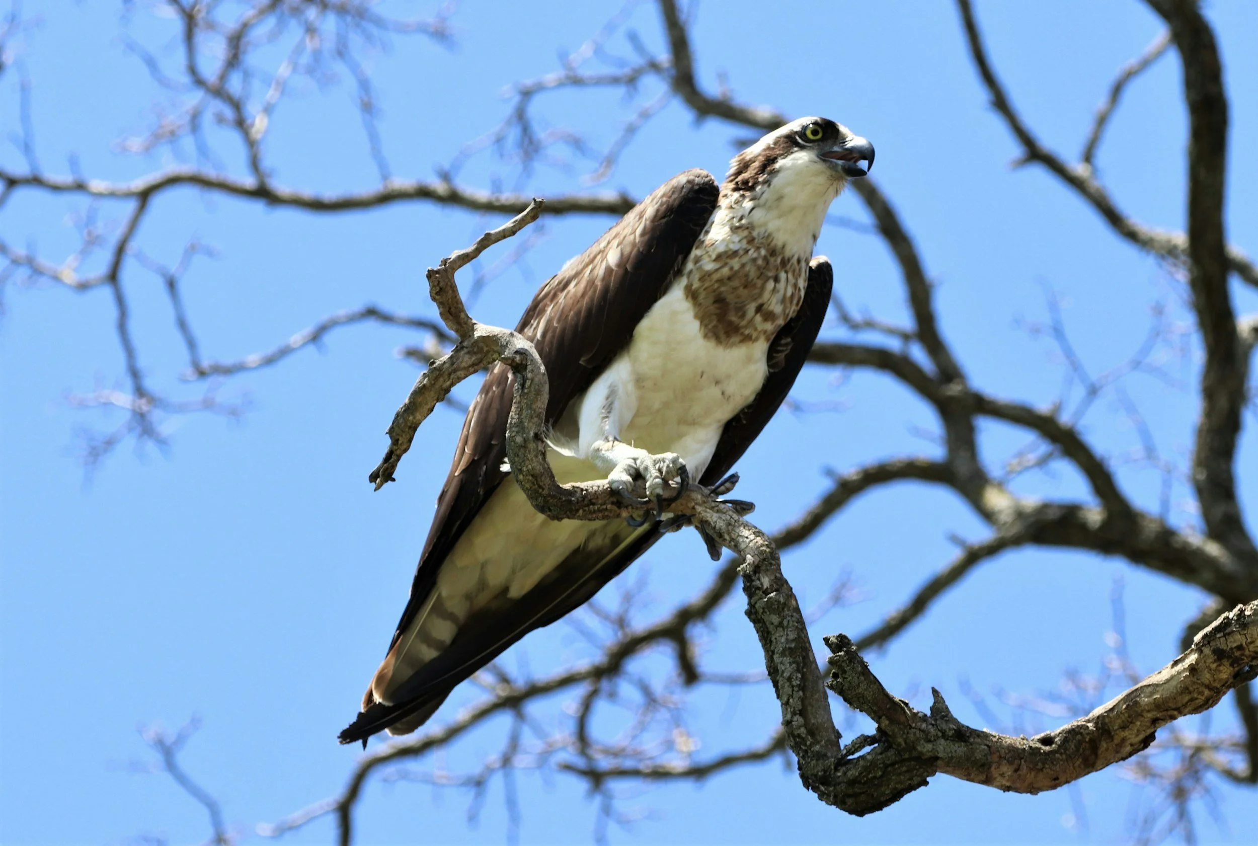 Osprey Revival