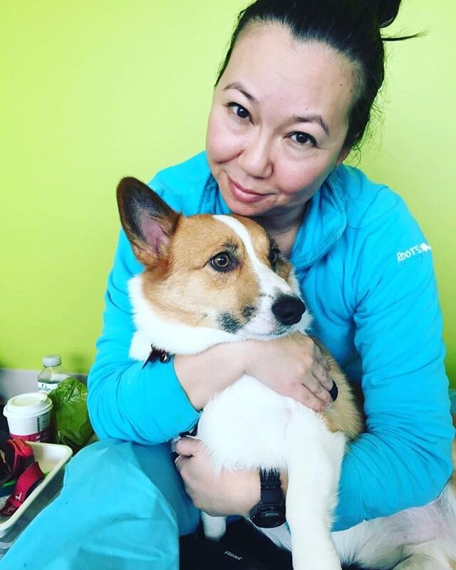 #corgis #calgary #dogsofcalgary #yycdogs #yyccorgi #corgi #calgarydogs #dogs #cutedogs #localcalgary #calgarysmallbusiness #newbusiness #calgaryentrepreneur #dogcare #dogteethcleaning