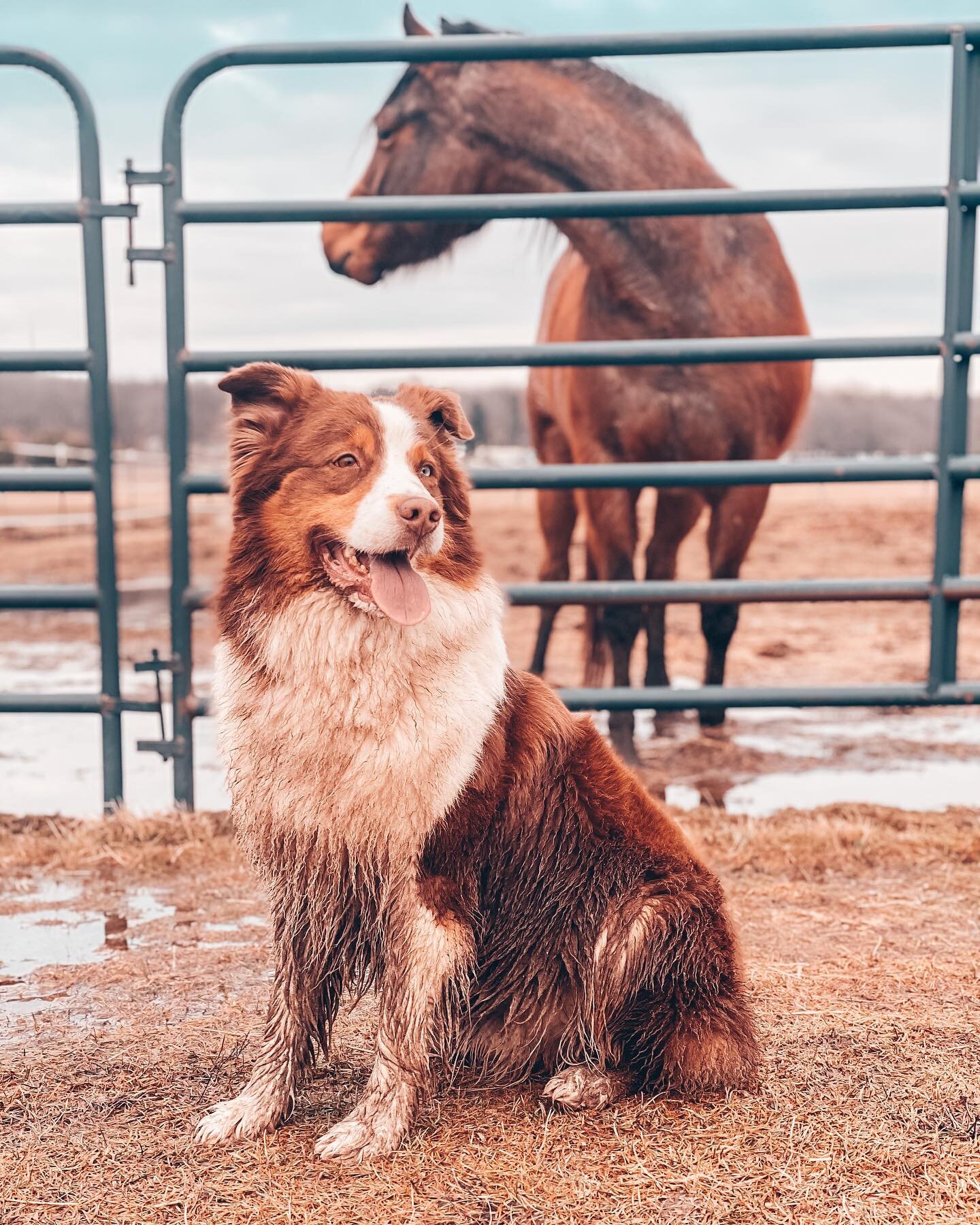 If you need me this time of year, chances are I&rsquo;ll be vacuuming our house 😅⁣
⁣
Anyone else feel like it&rsquo;s a second job? ⁣
⁣
⁣
⁣
⁣
⁣
⁣
⁣
⁣
⁣
#DiamondJRanchLLC #FirstGenerationFarmer #FirstGenerationRancher #RanchersOfInstagram #RanchLife 