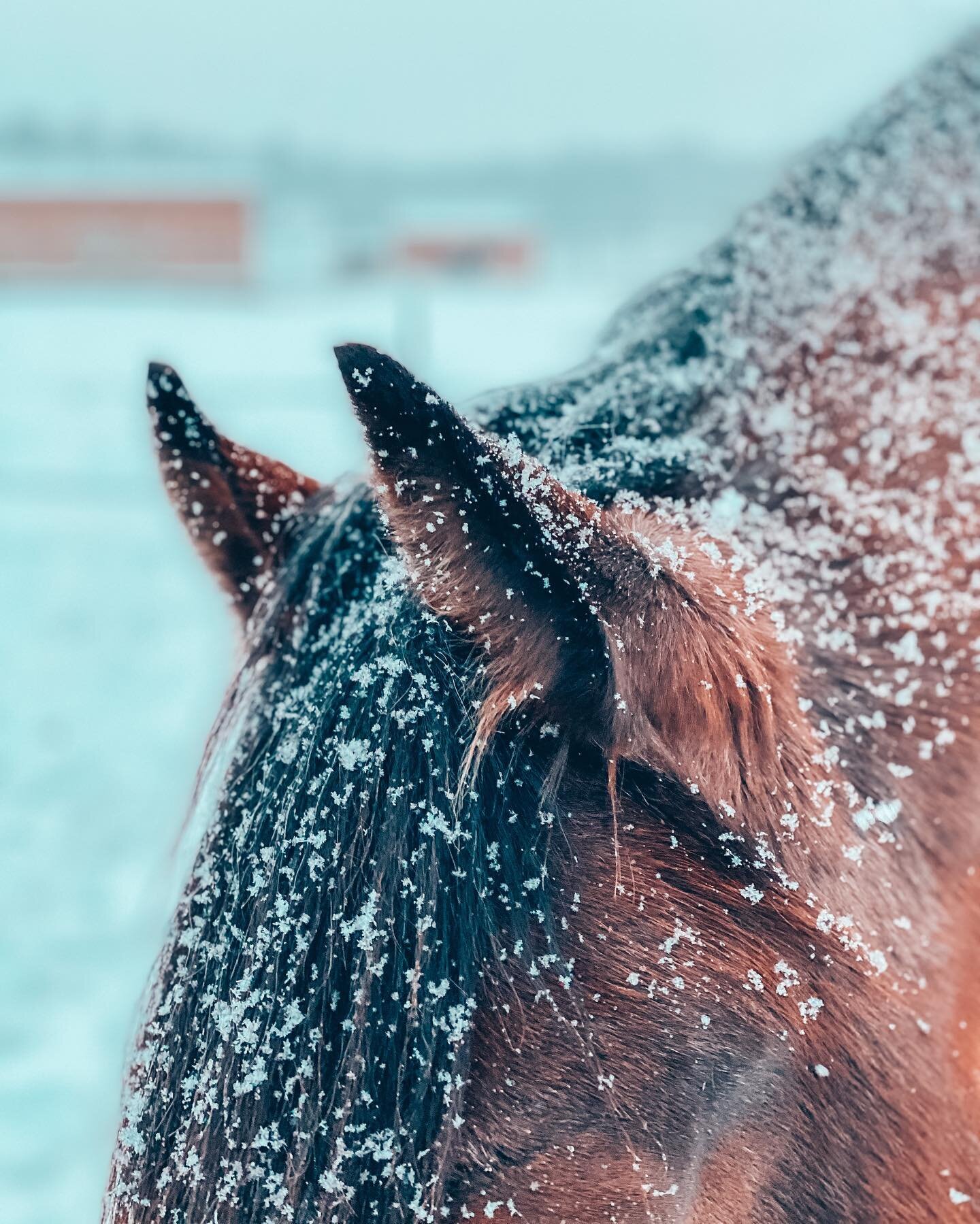 I told JR this weekend that we would get one more snow fall before it was really spring⁣
&bull;&bull;⁣
Guess what we woke up to?⁣
You got it. More snow 👎🏼⁣
Does it do this where you live too? ⁣
Tease you with a false spring and then boom, more snow