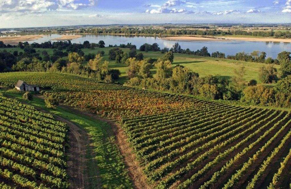 vignes-anjou-bord-loire.jpg